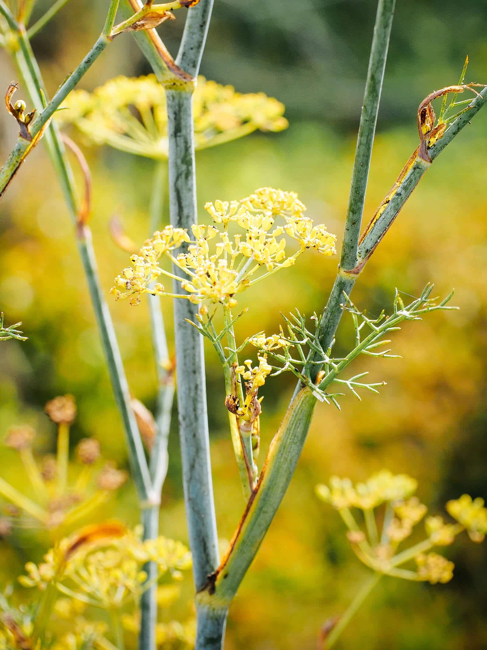 Fennel flowers