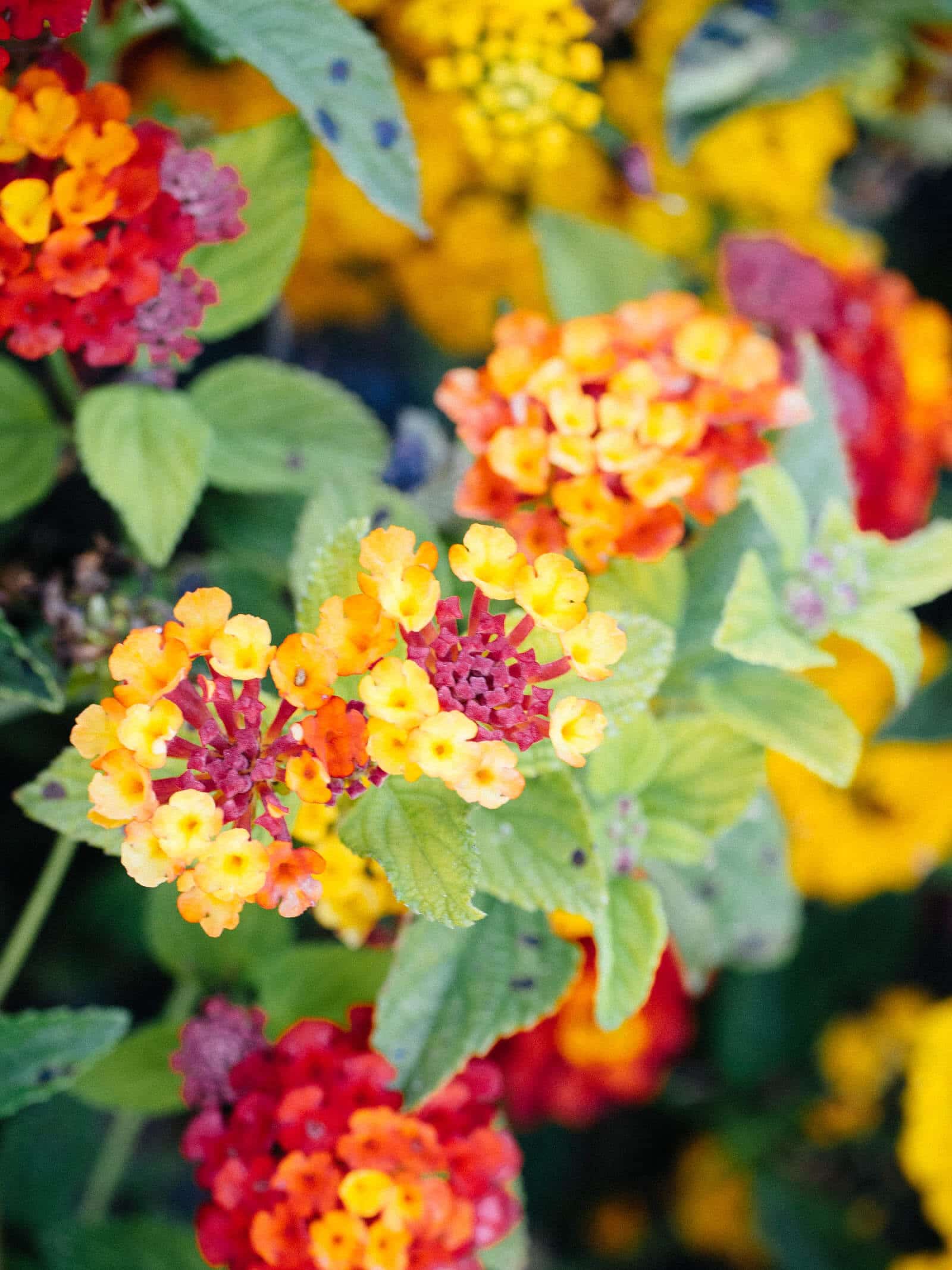 Lantana