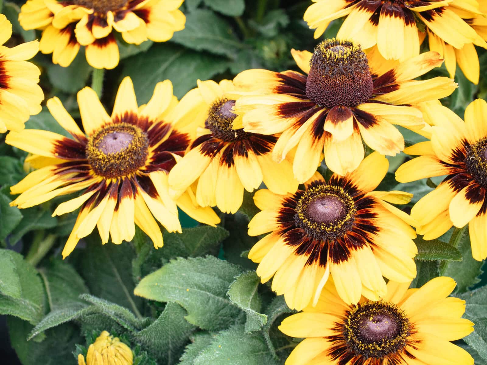 Black-eyed susans (rudbeckia)