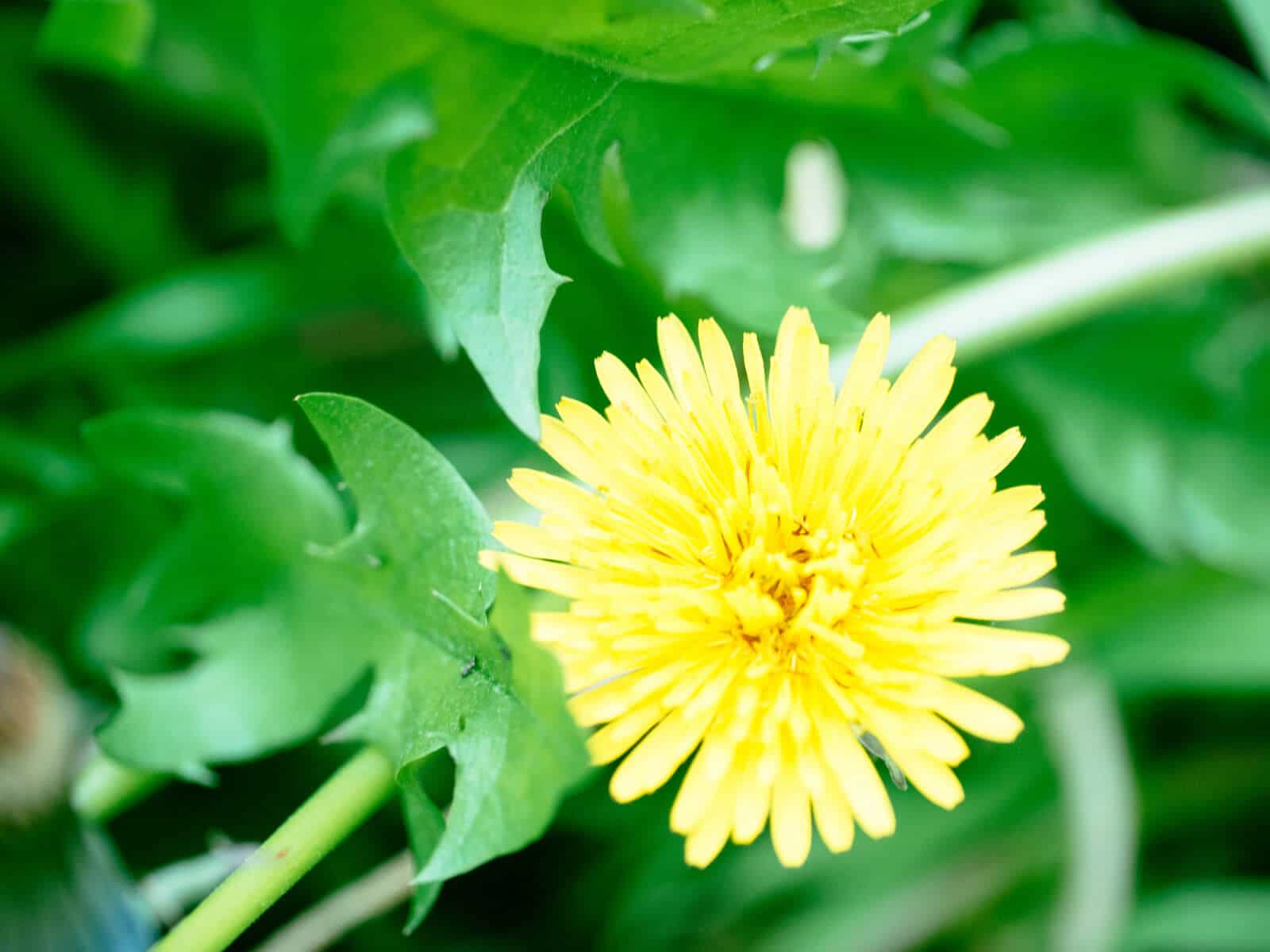 Dandelion flower