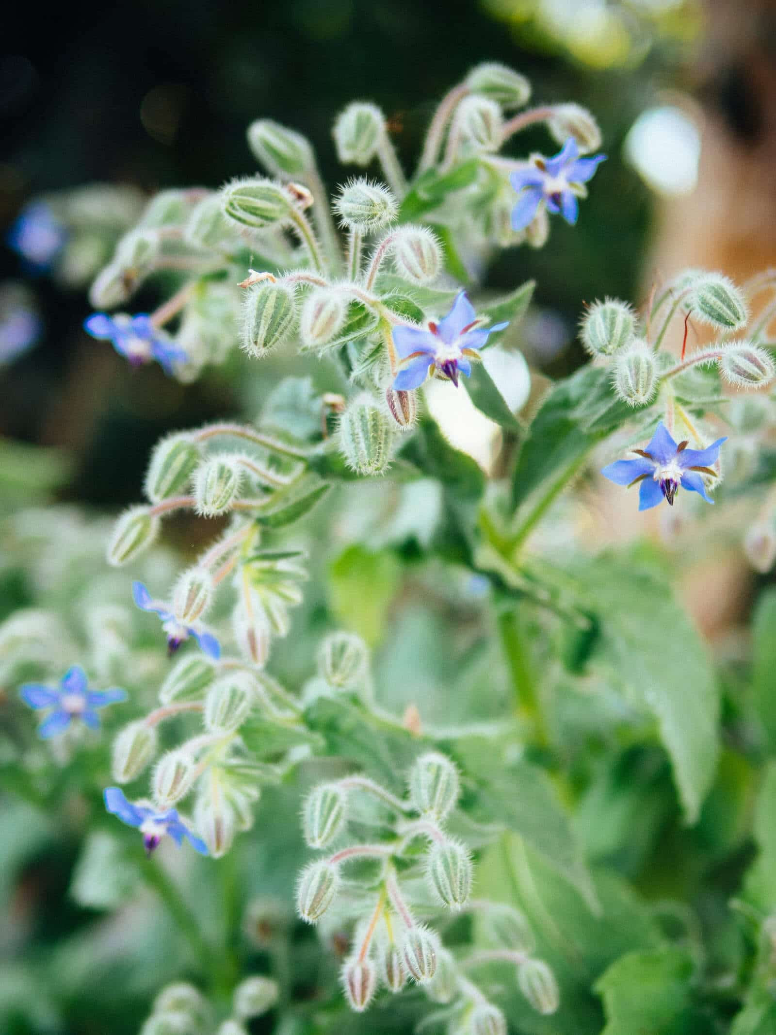 Borage herb