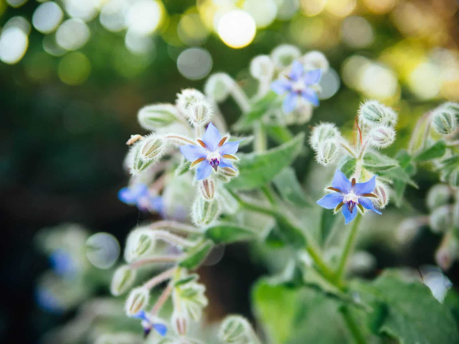 Star-shaped borage flowers