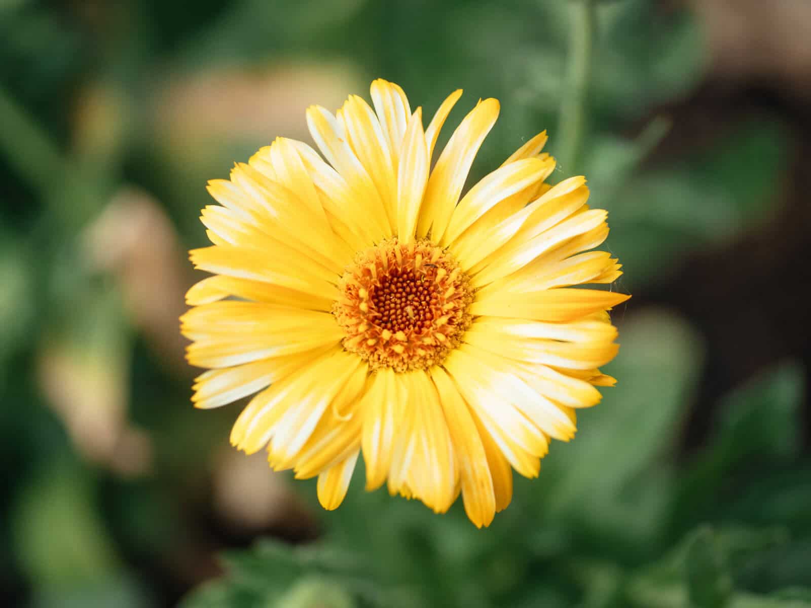 Yellow calendula