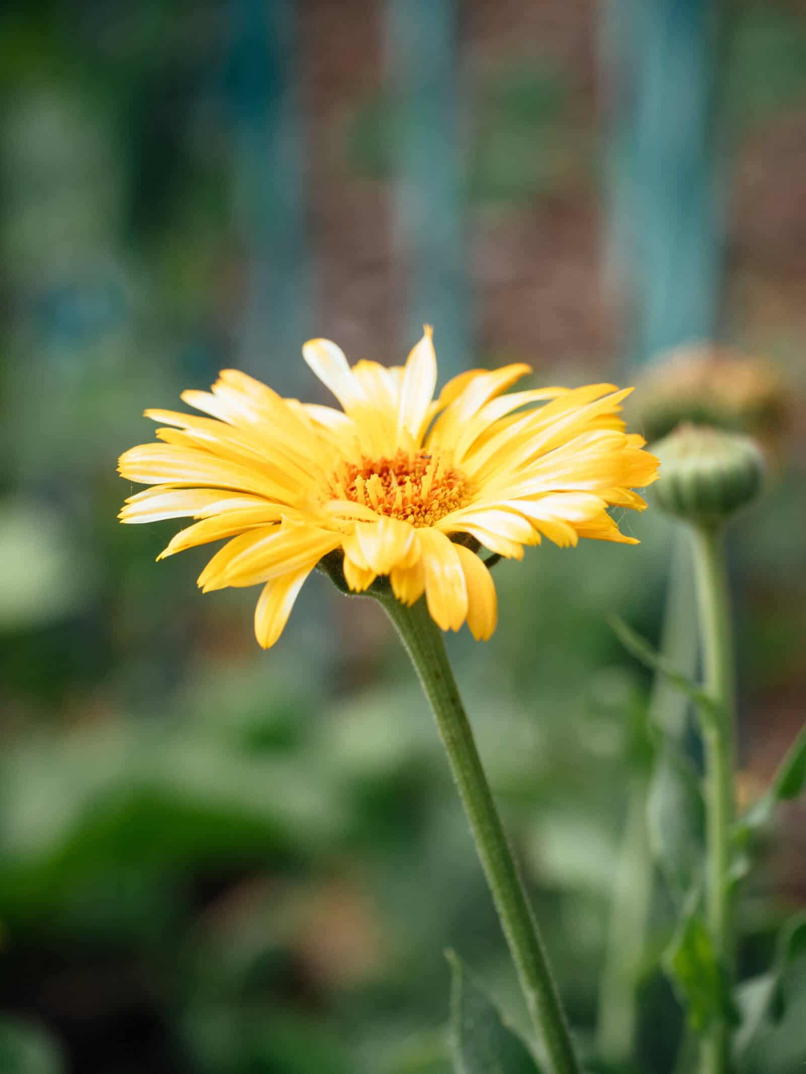 Calendula flower
