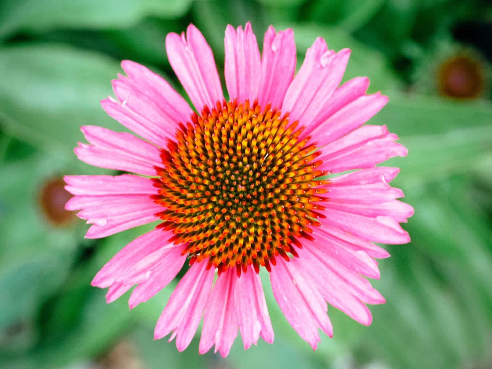 Purple coneflower echinacea