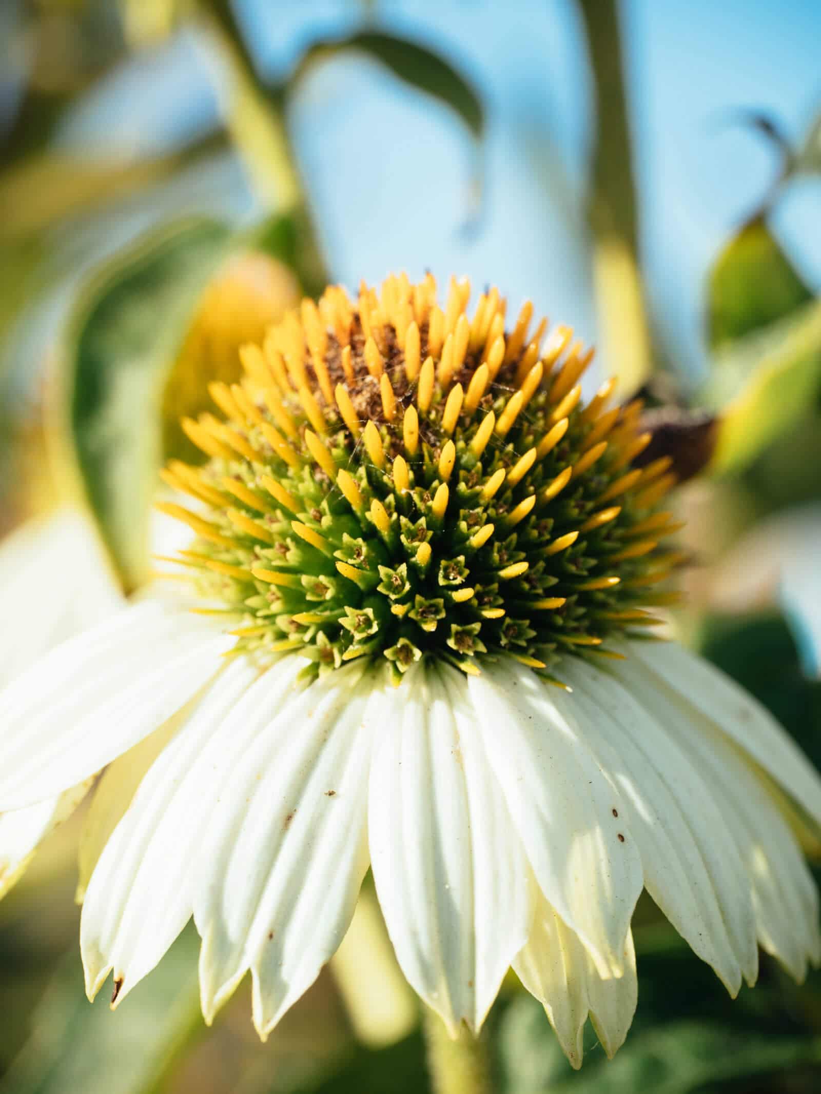 White echinacea flower