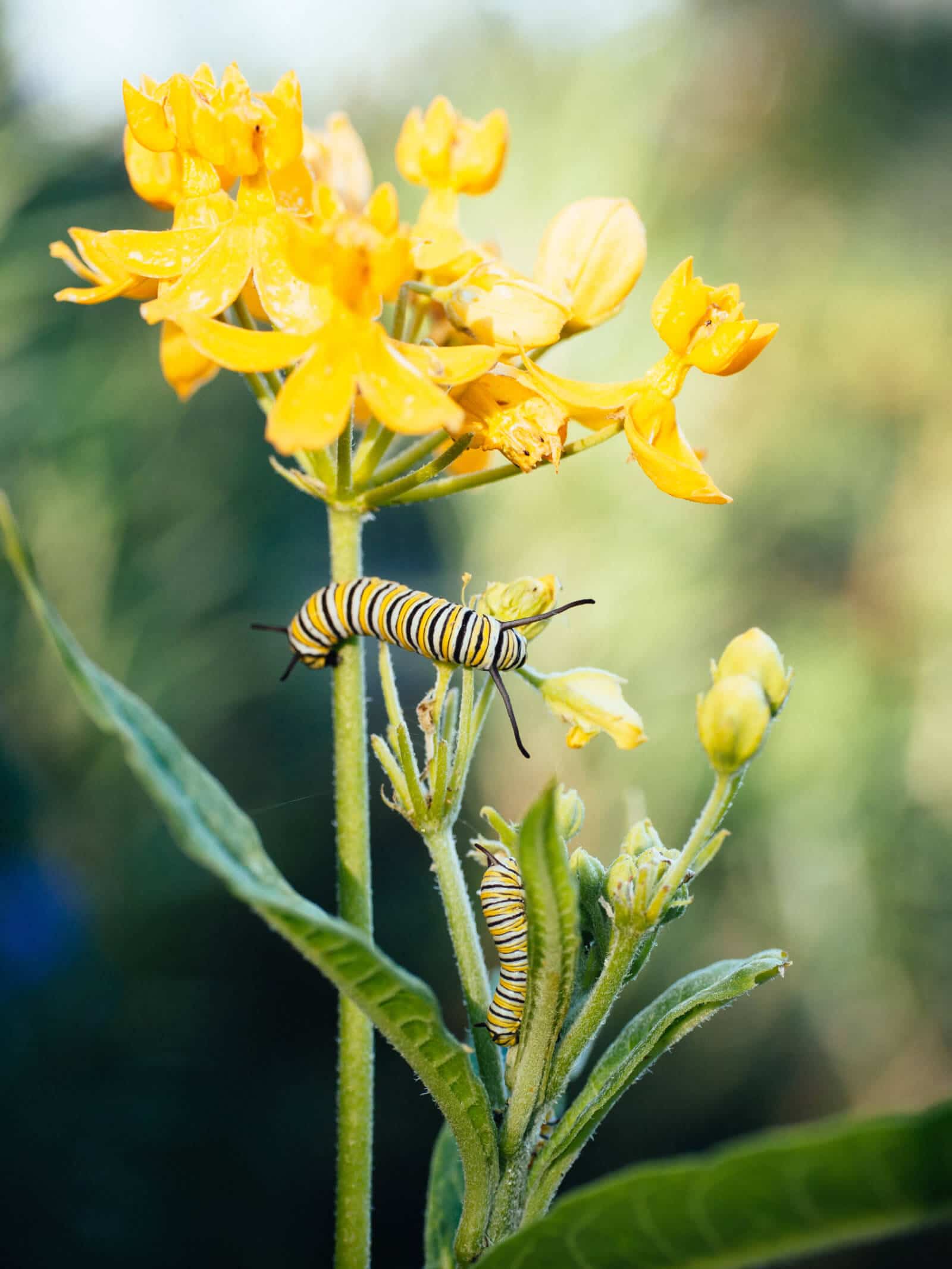 Milkweed plant
