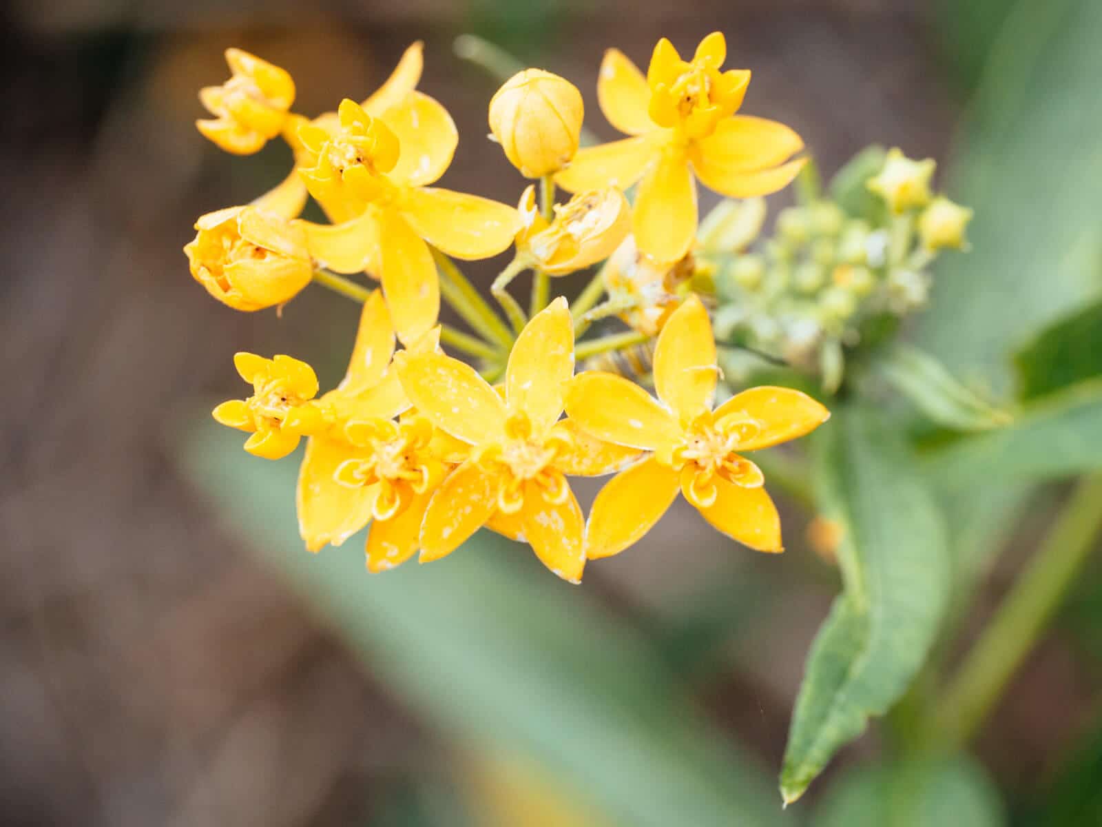 Milkweed flowers