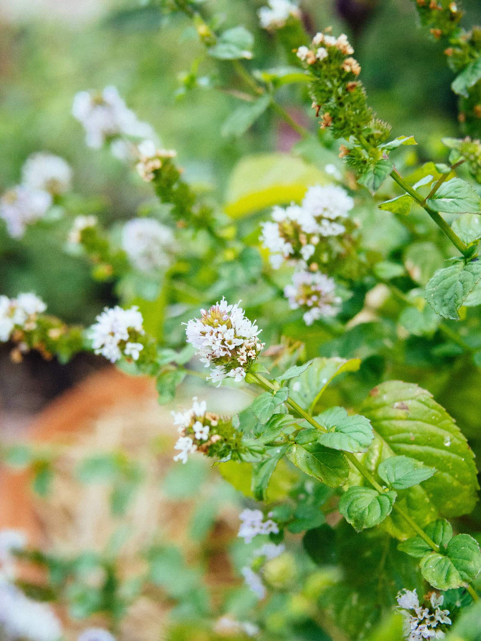 Flowering mint