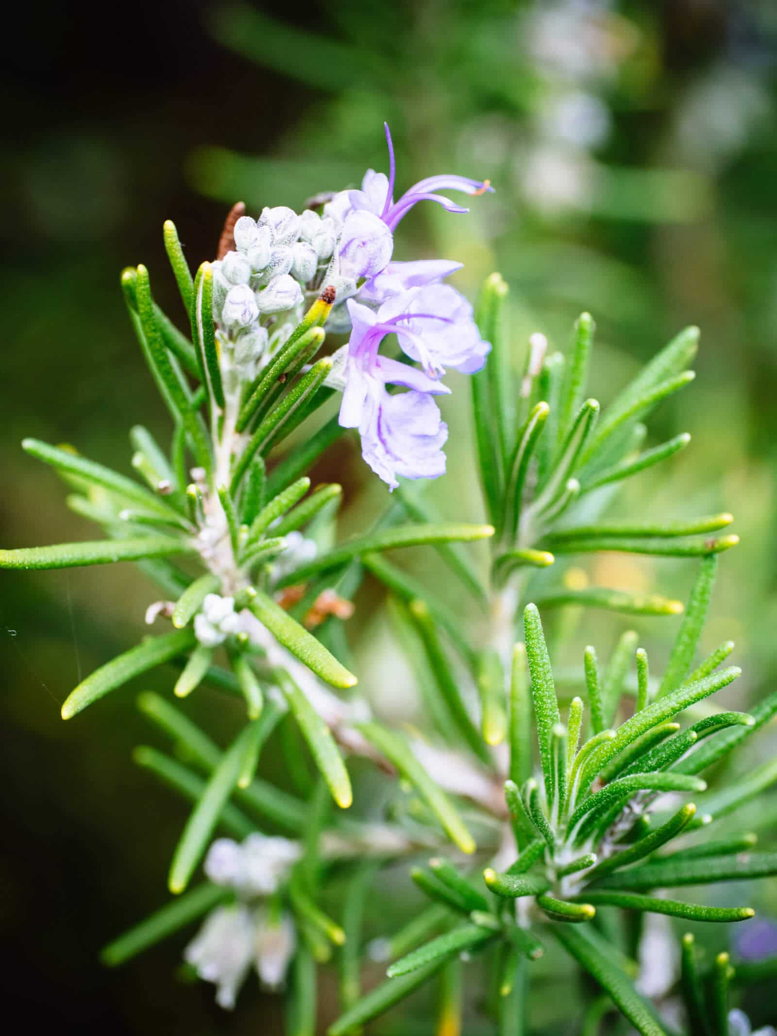 Flowering rosemary herb