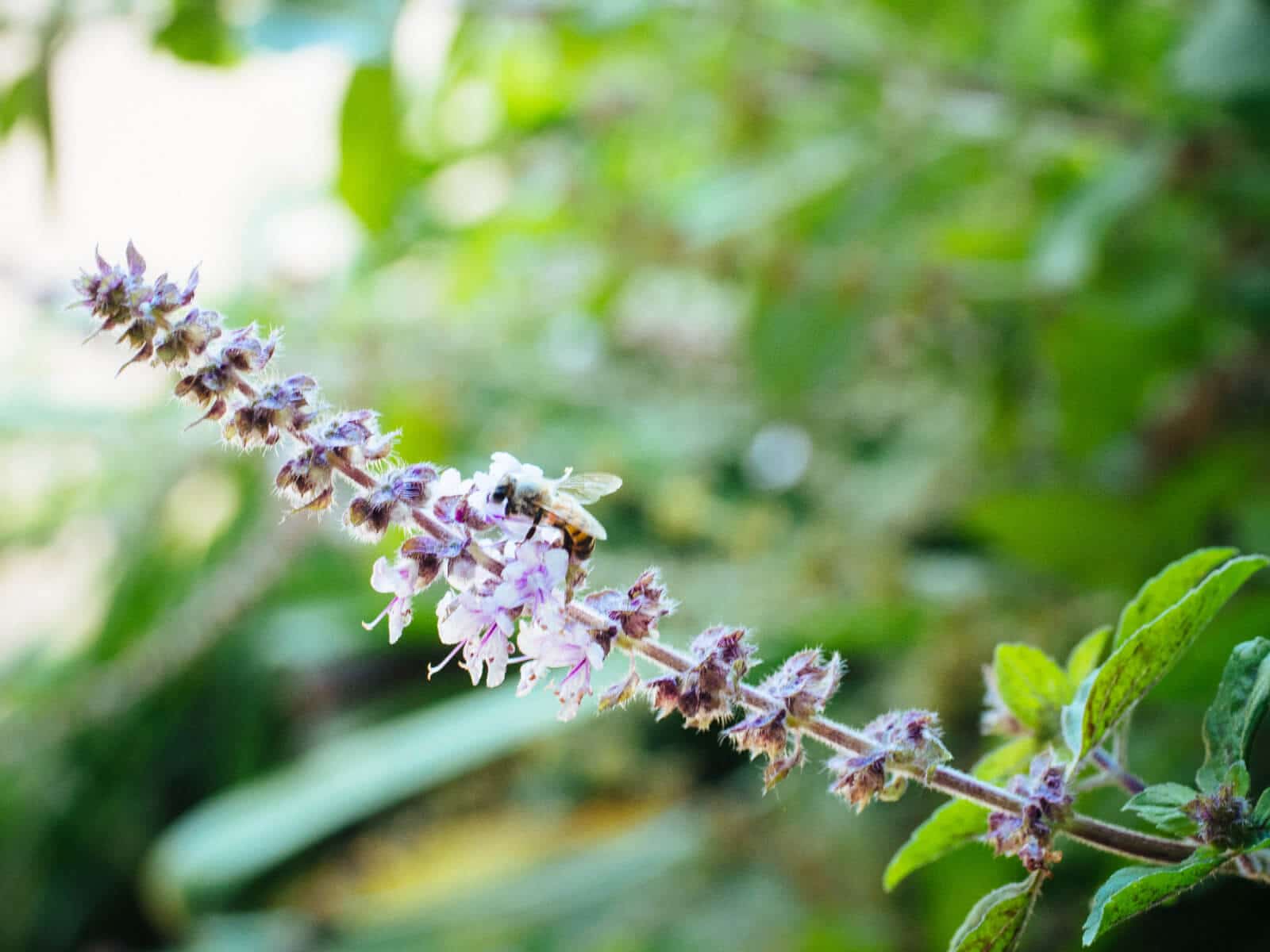 Basil blooms