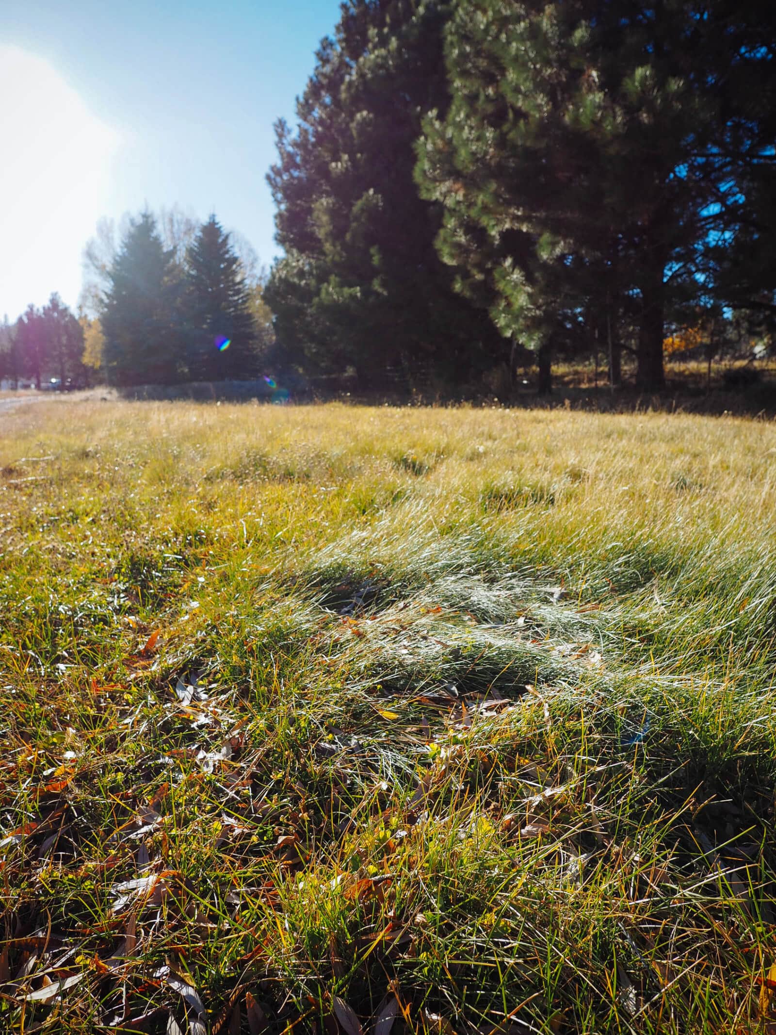 Tall meadow grass