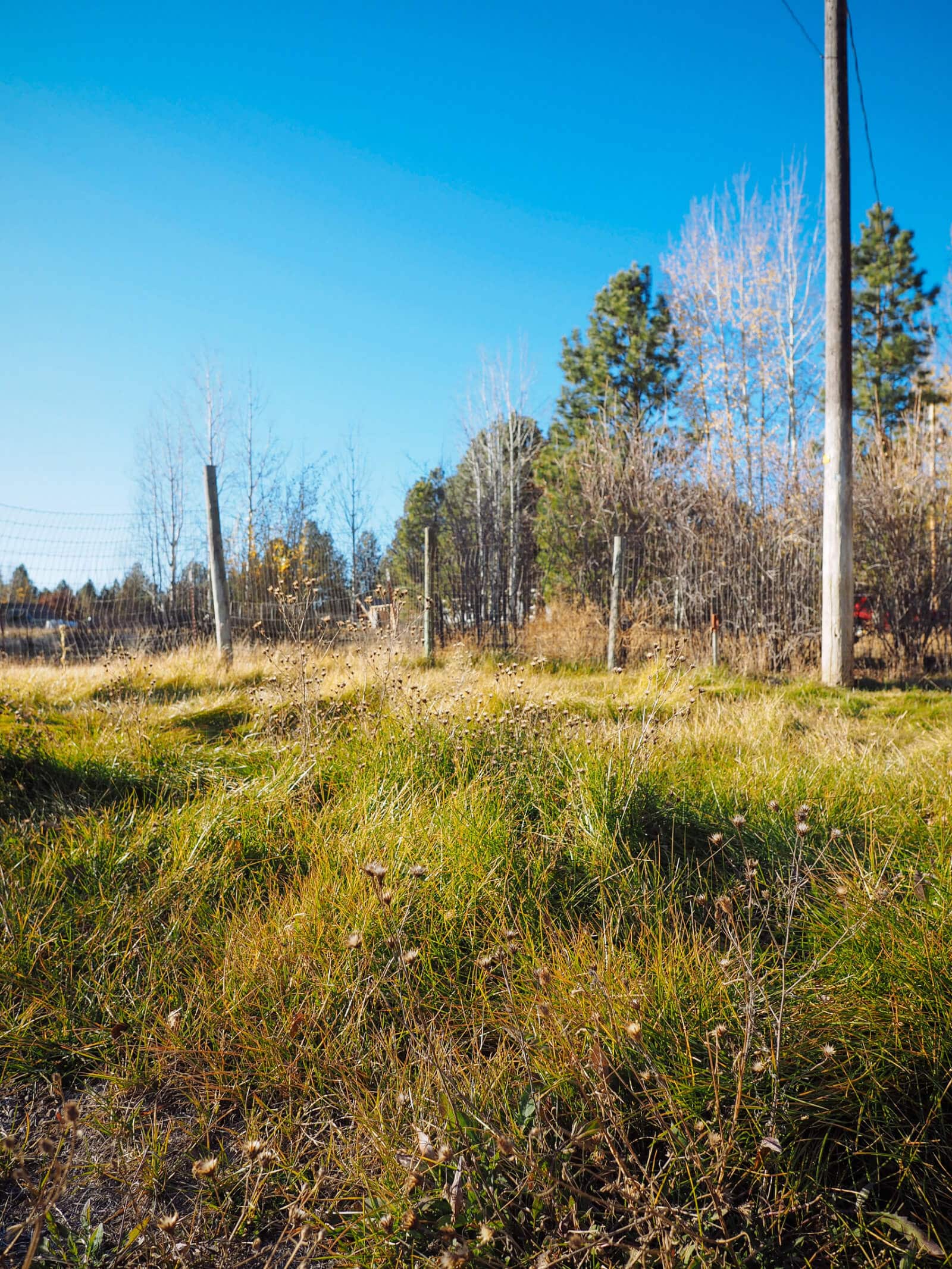 A lush, pollinator-friendly pasture