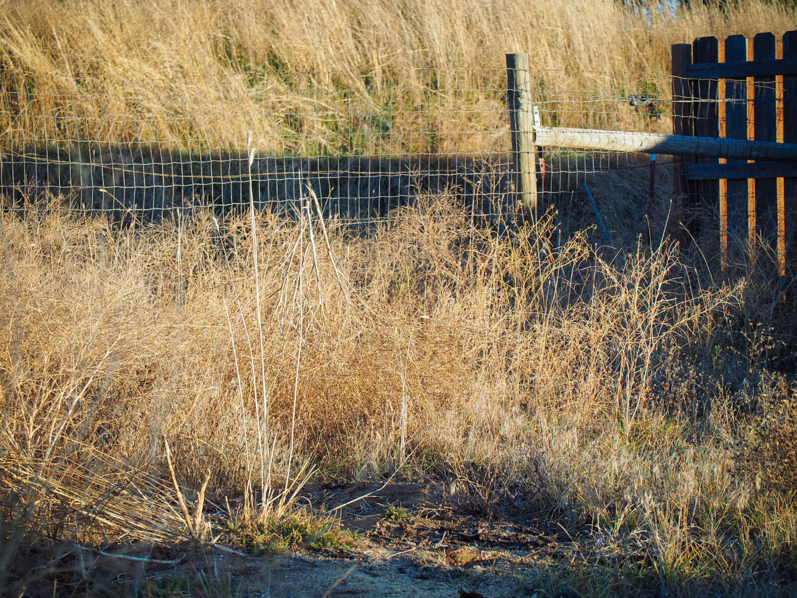 Dried brush and dead wildflowers