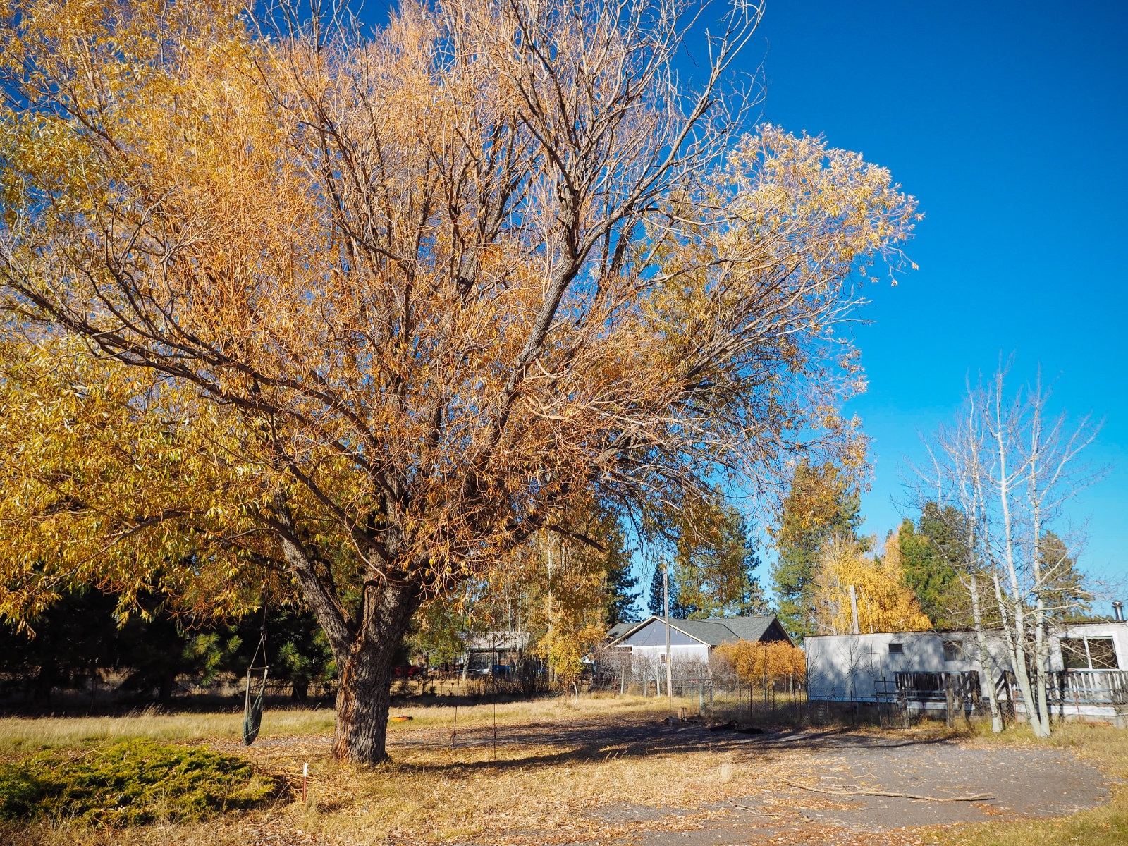 Fall leaves from our willow and aspen trees