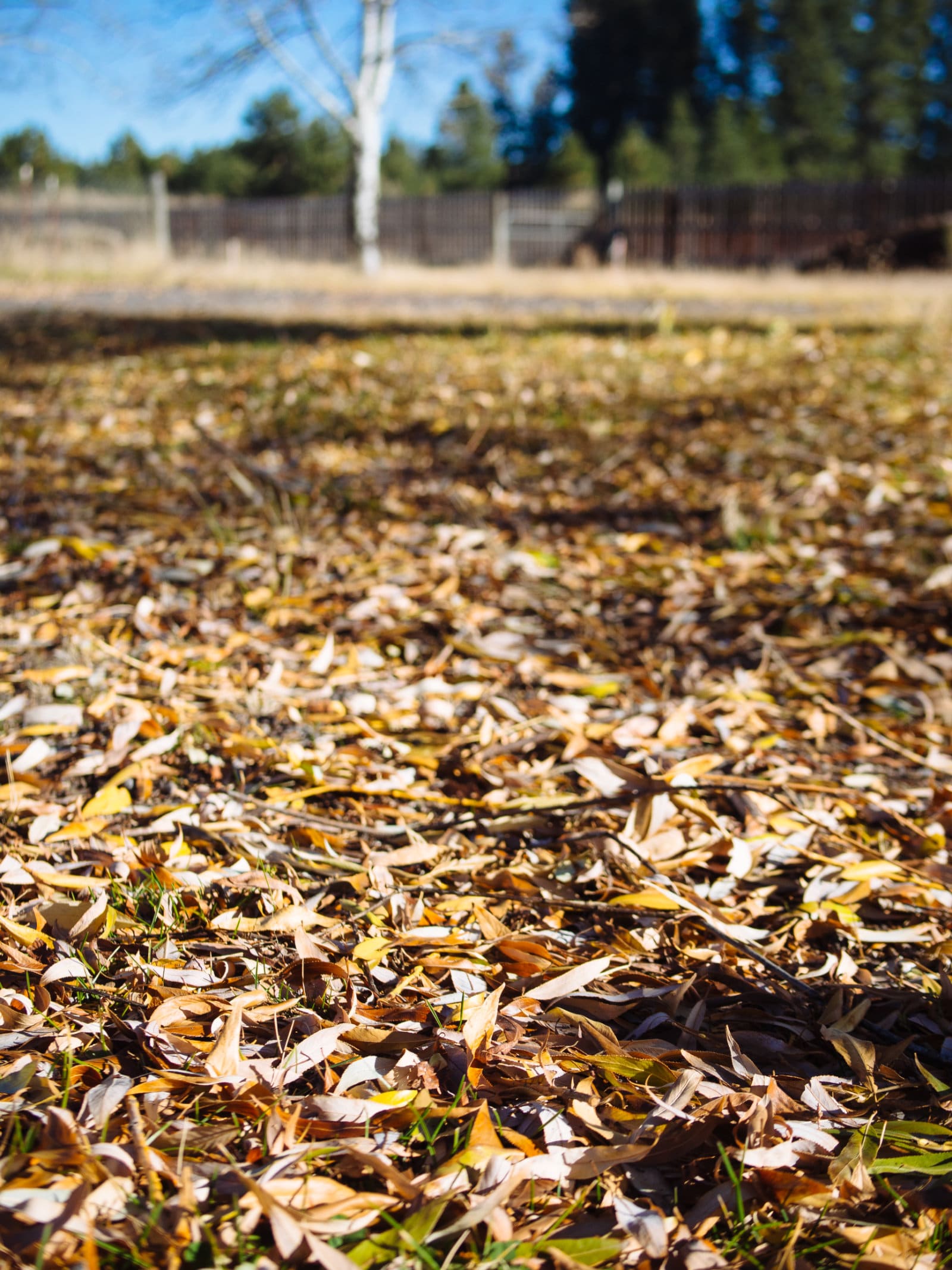 Fallen leaves
