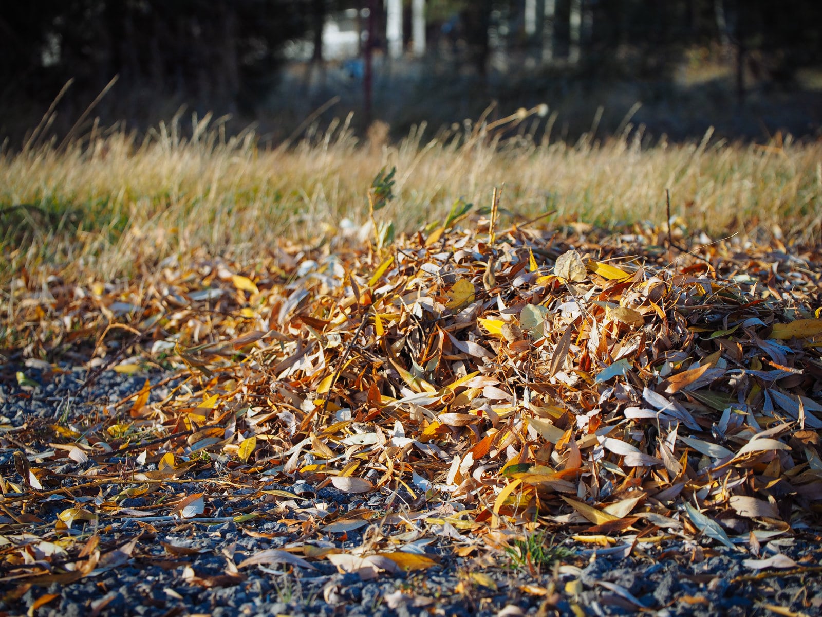 Pile of fallen leaves