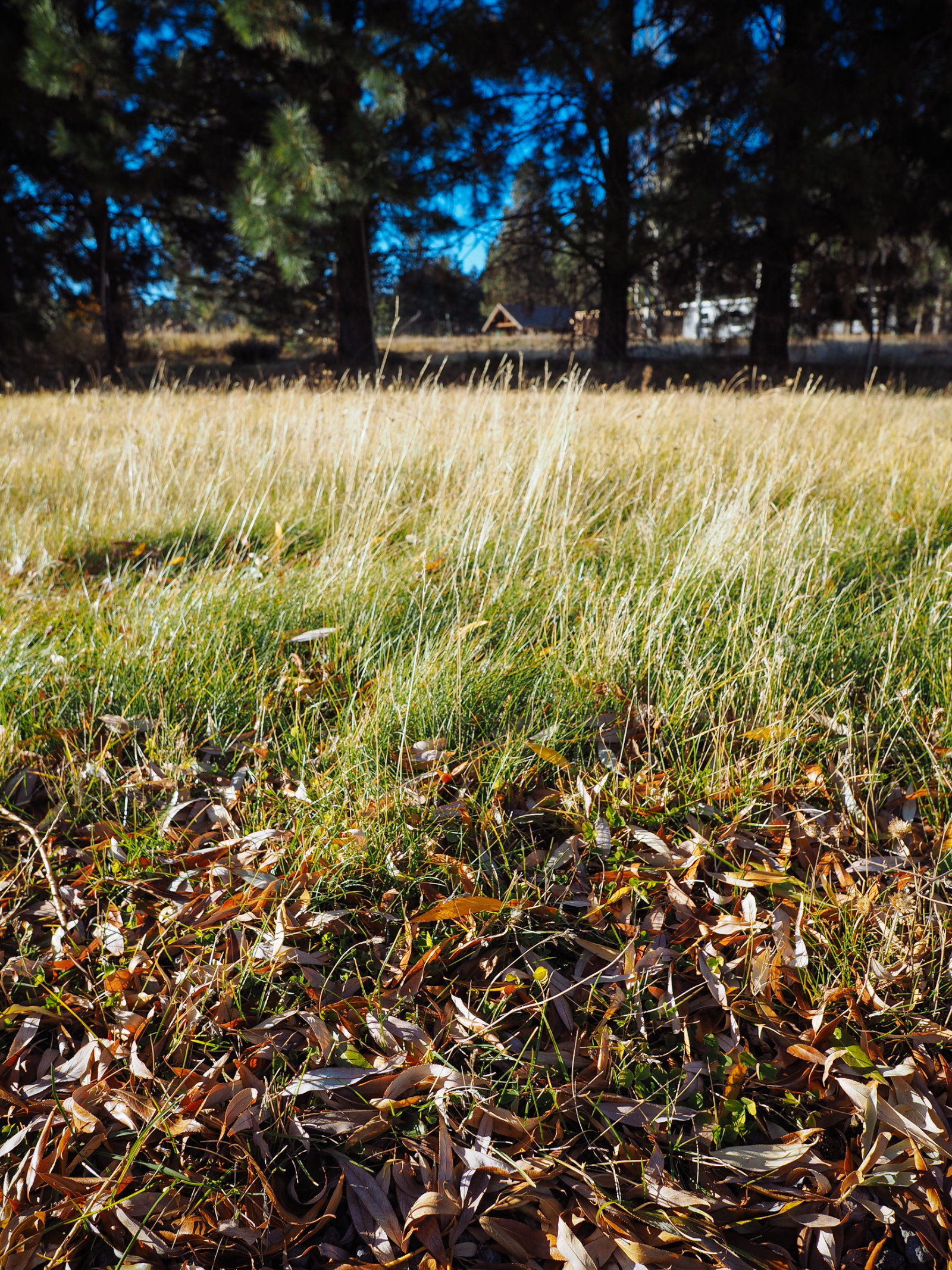 Fallen leaves on the lawn