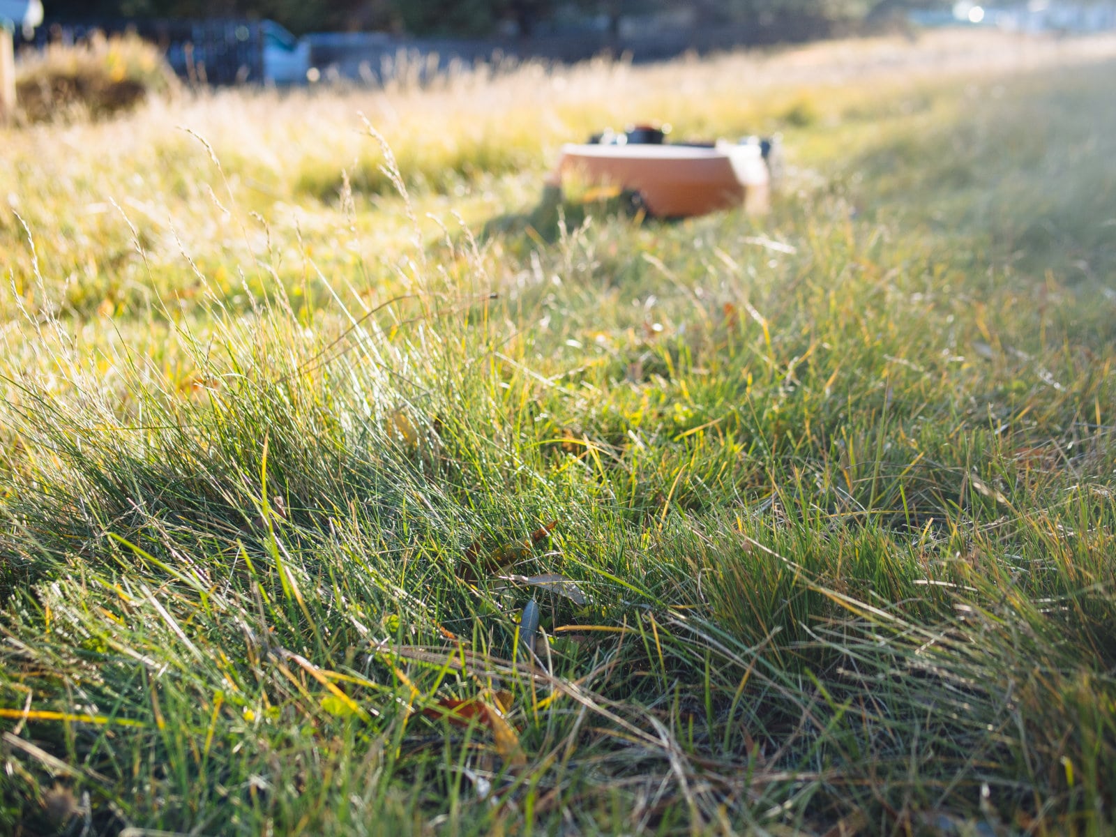 Tall grass