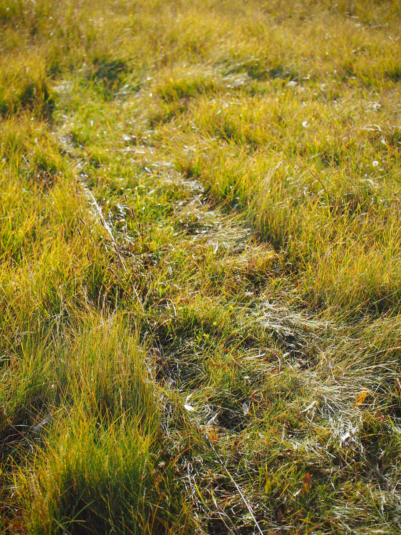 Cut grass