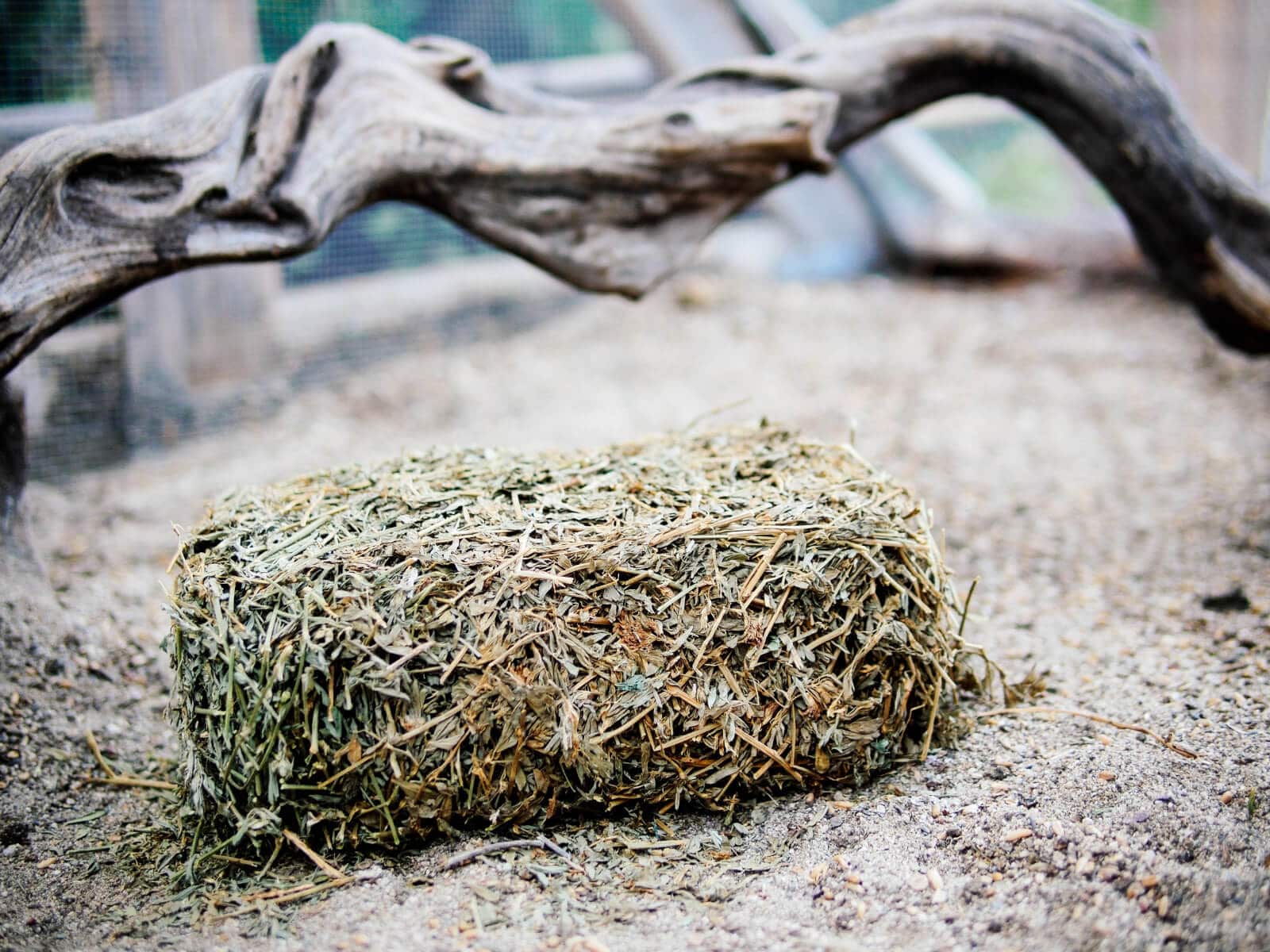 Alfalfa is a great substitute for fresh greens in winter
