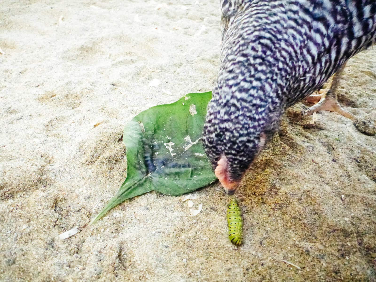 Give your chickens plenty of bugs for a high-protein snack