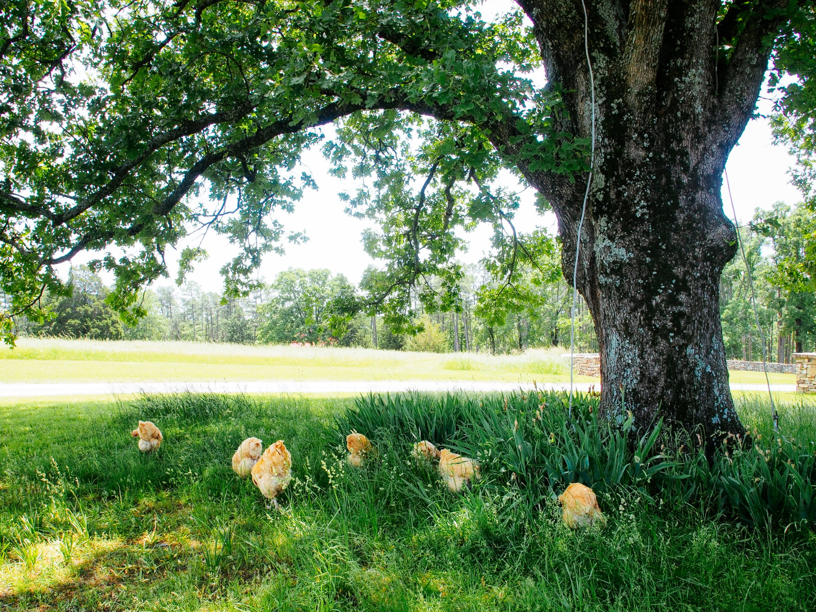 Homemade whole-grain chicken feed can be fed to free-range hens