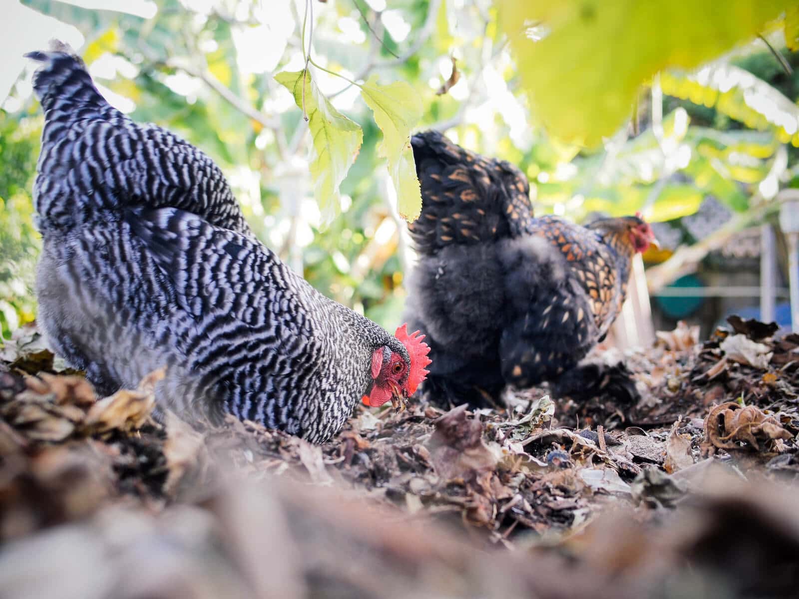 Make homemade chicken feed easily with a spreadsheet