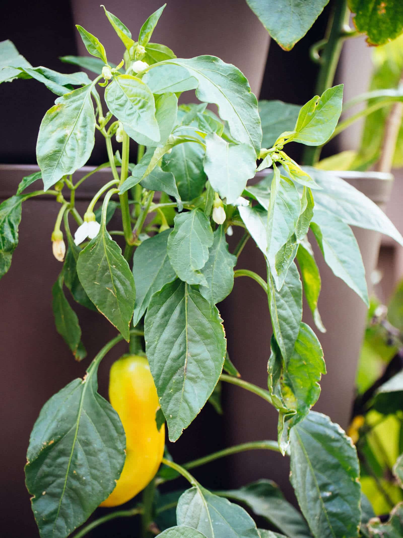 You can eat pepper leaves