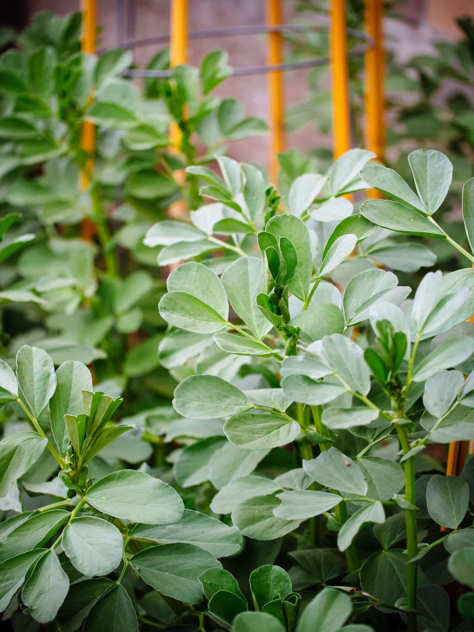 Harvest fava leaves to eat and cook with