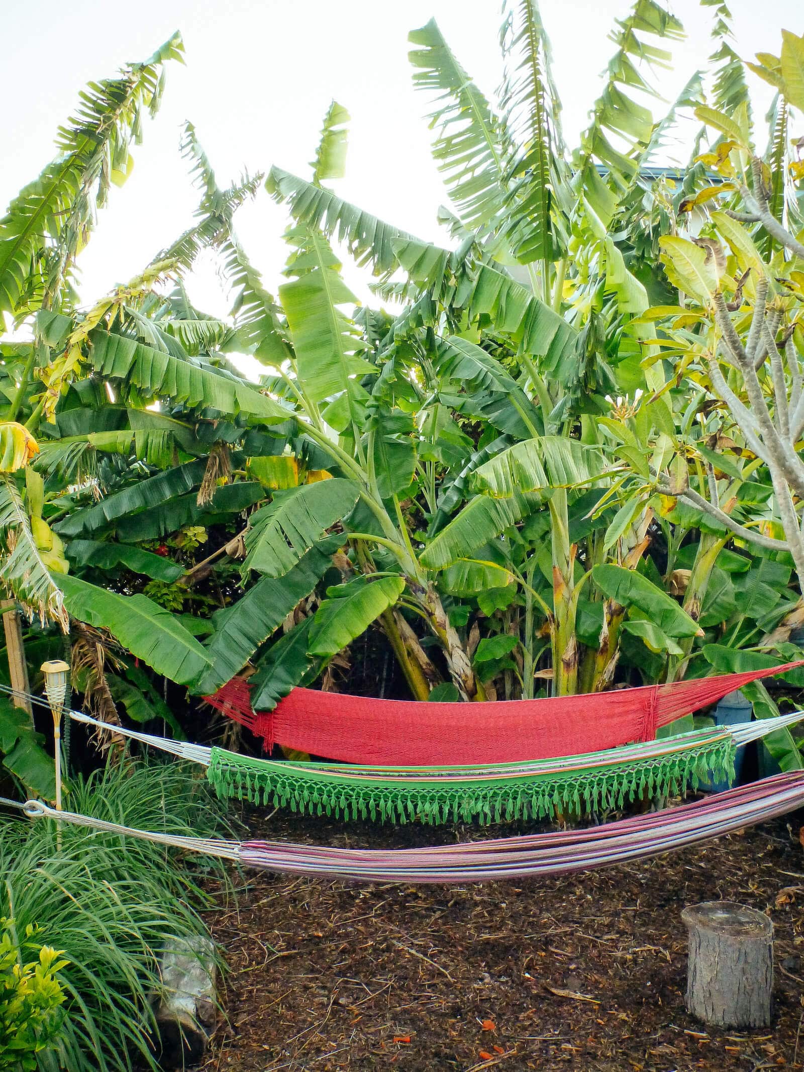 Banana plants growing in a Southern California backyard