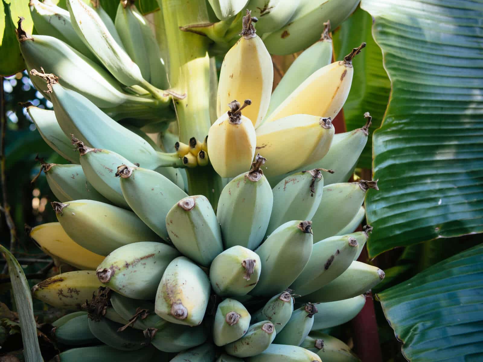 Homegrown apple bananas ripening on the tree