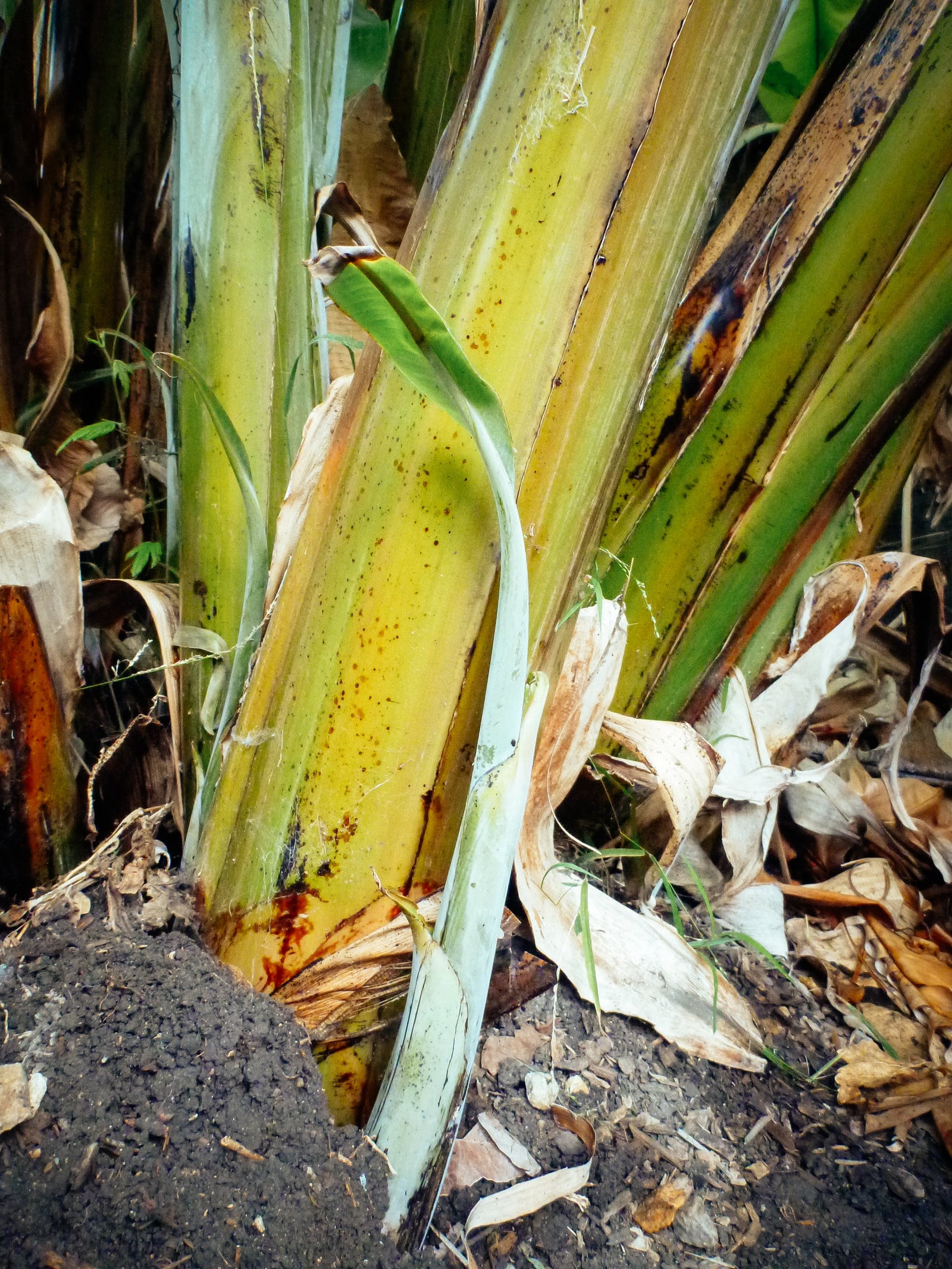 New banana shoot
