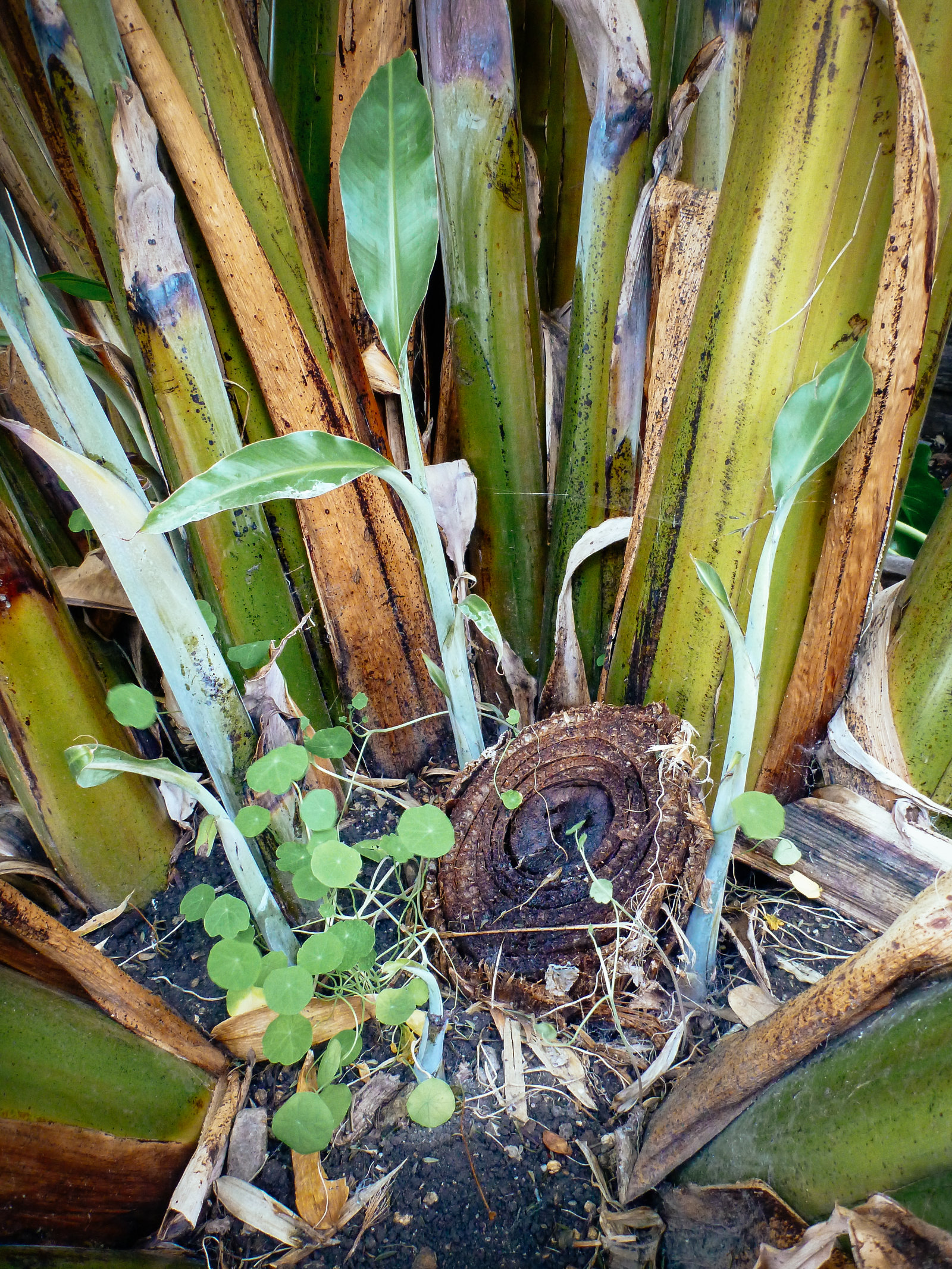 Banana shoots (pups) emerging from the corm beside a spent banana stalk