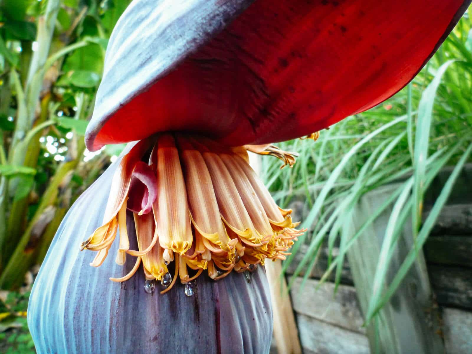 Banana flowers emerging from a banana heart