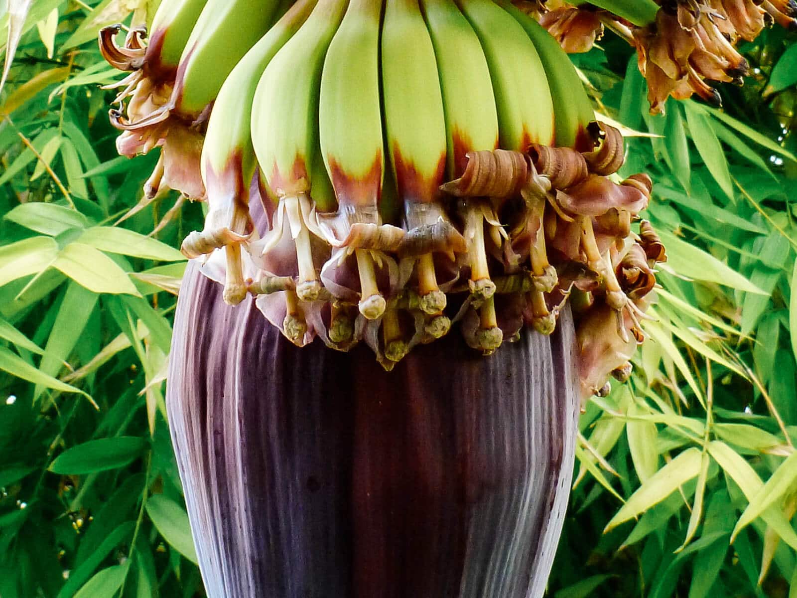 Female banana blossoms turning into fruit (or technically, berries)