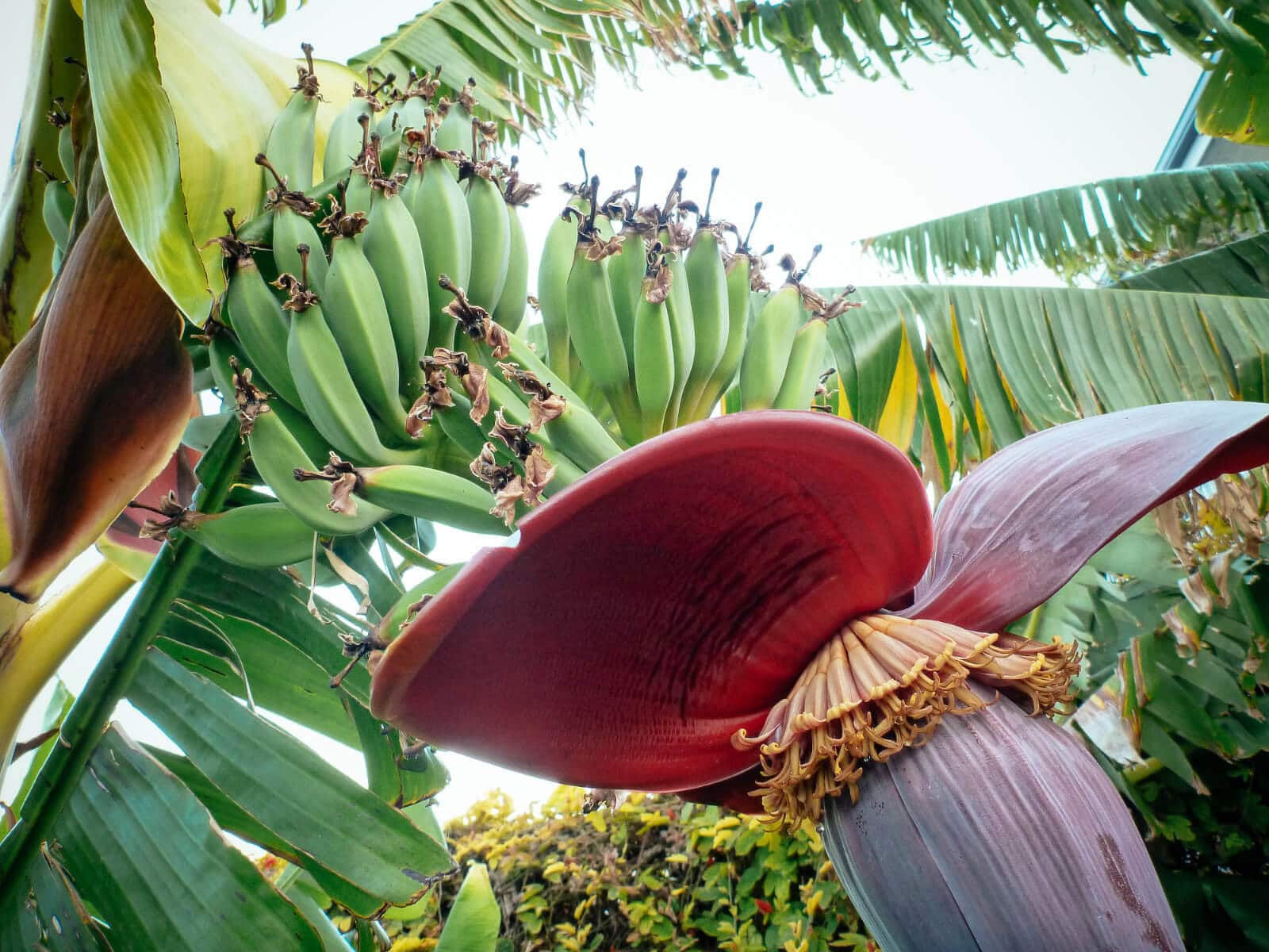 Immature banana fruit formed from female banana blossoms