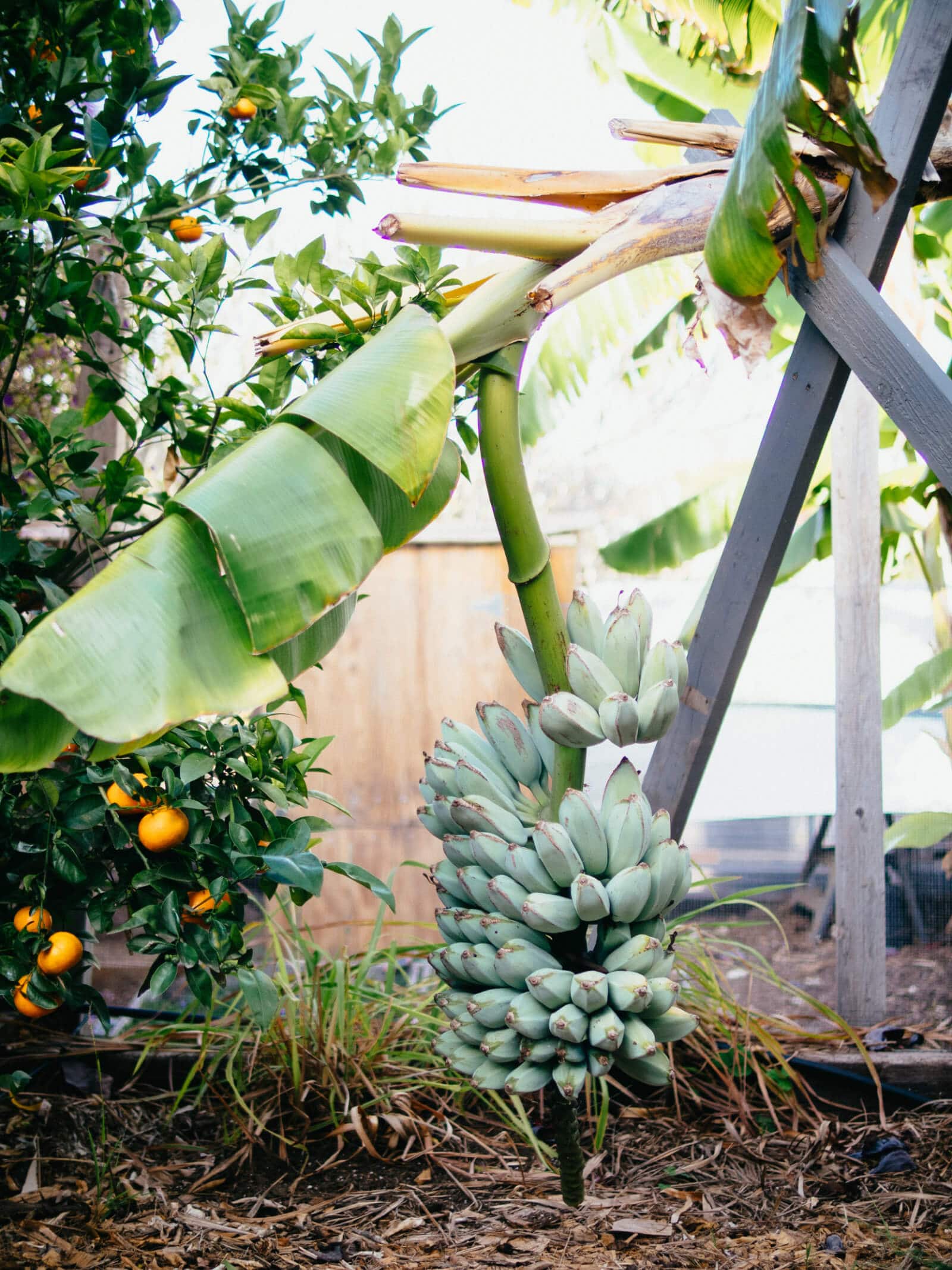 A full cluster of bananas on a plant is called a bunch