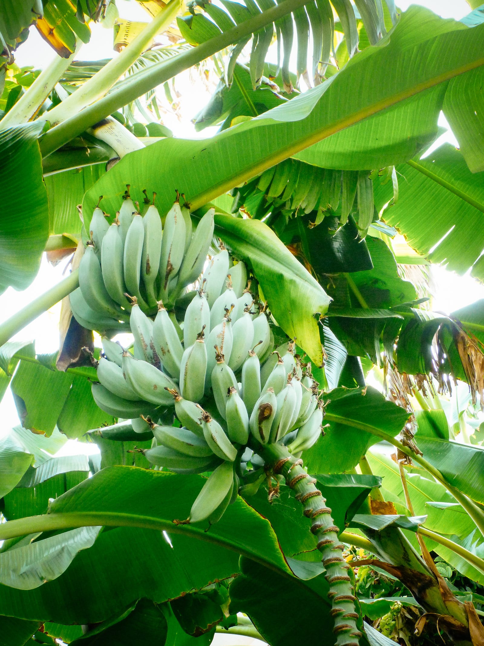 Each row (or tier) on a bunch of bananas is called a hand (of bananas)