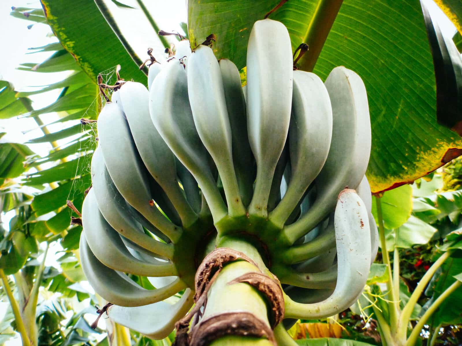 An individual banana is called a finger