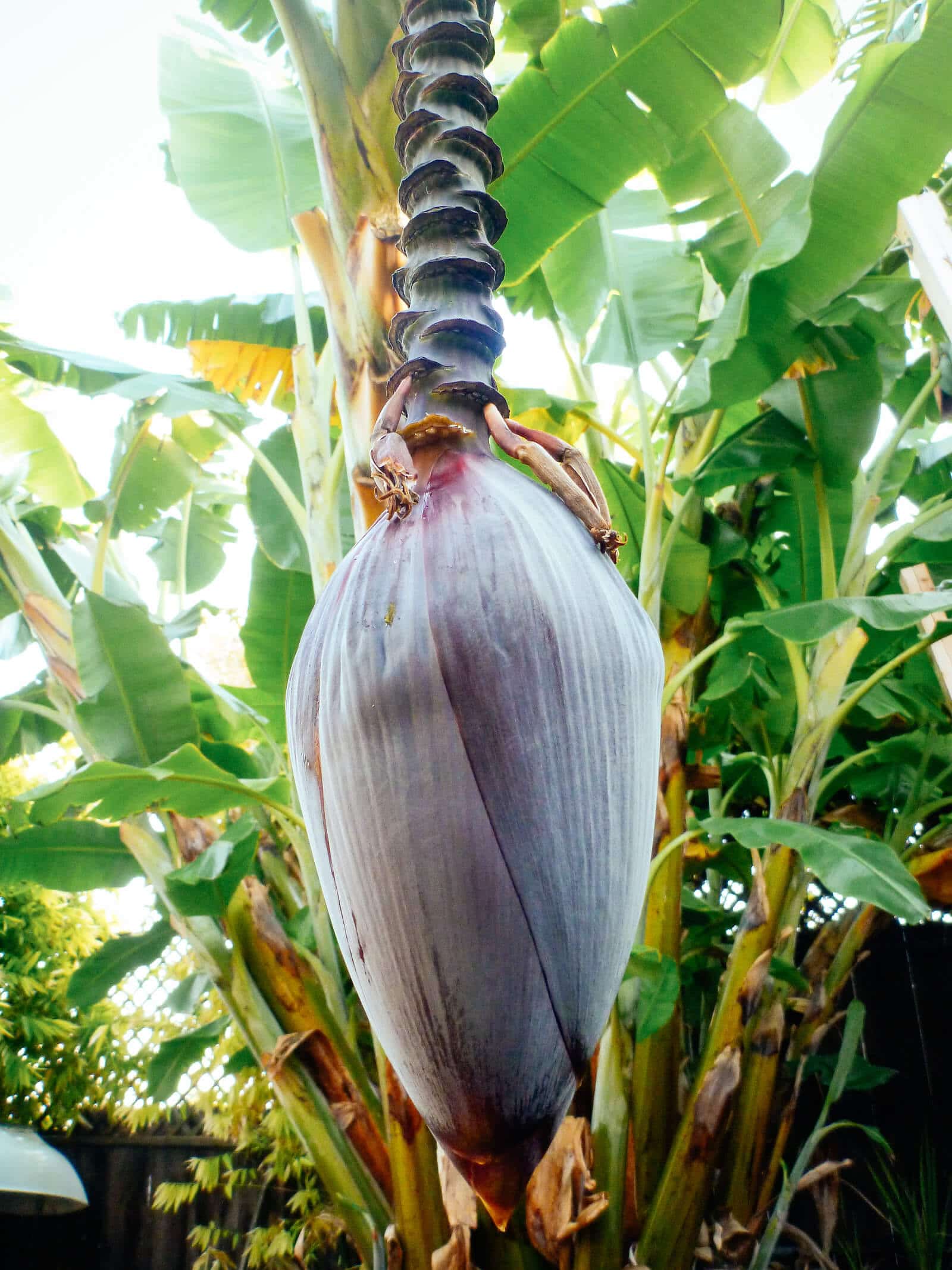 Banana heart
