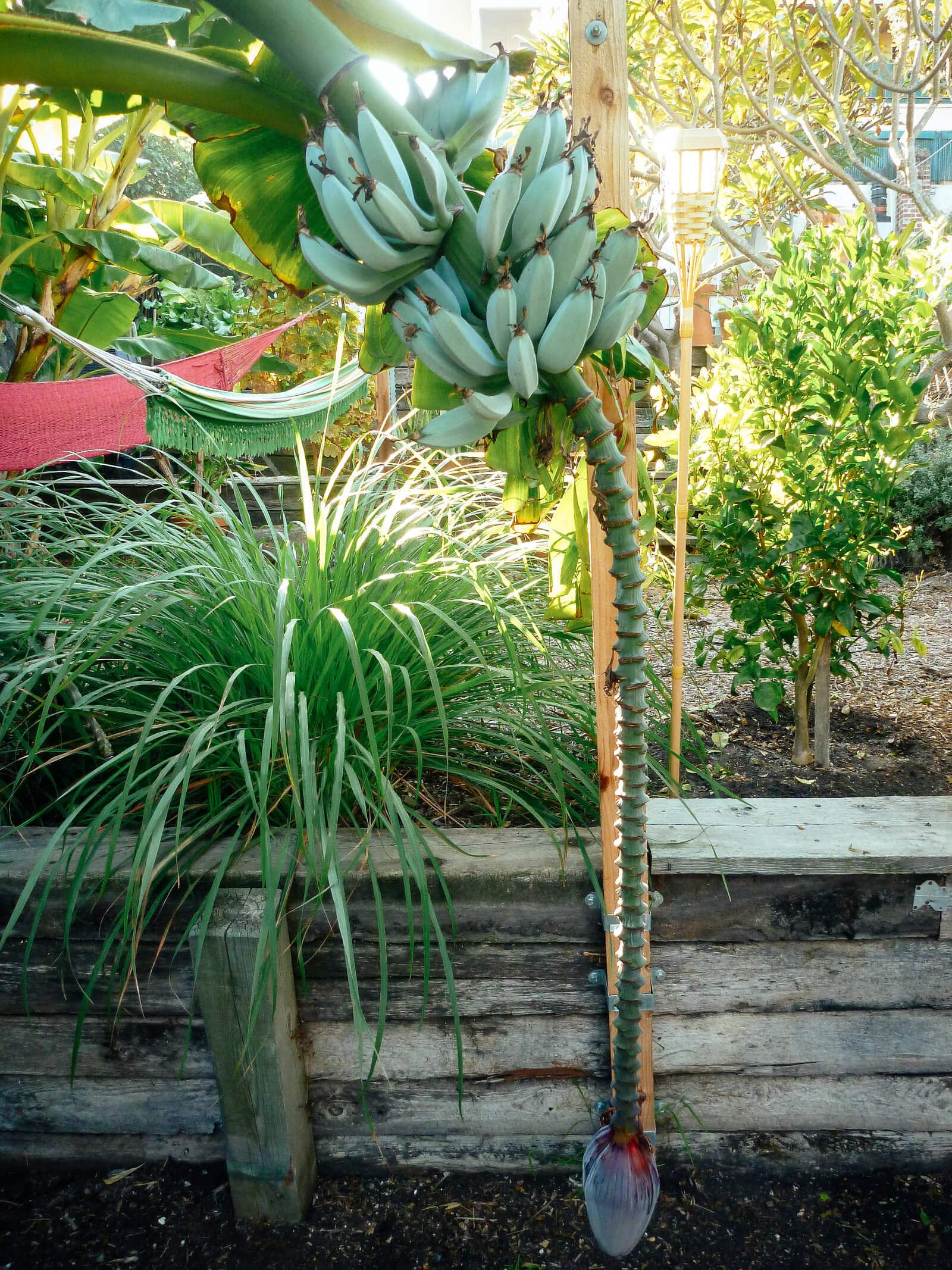 A long rachis on a banana plant