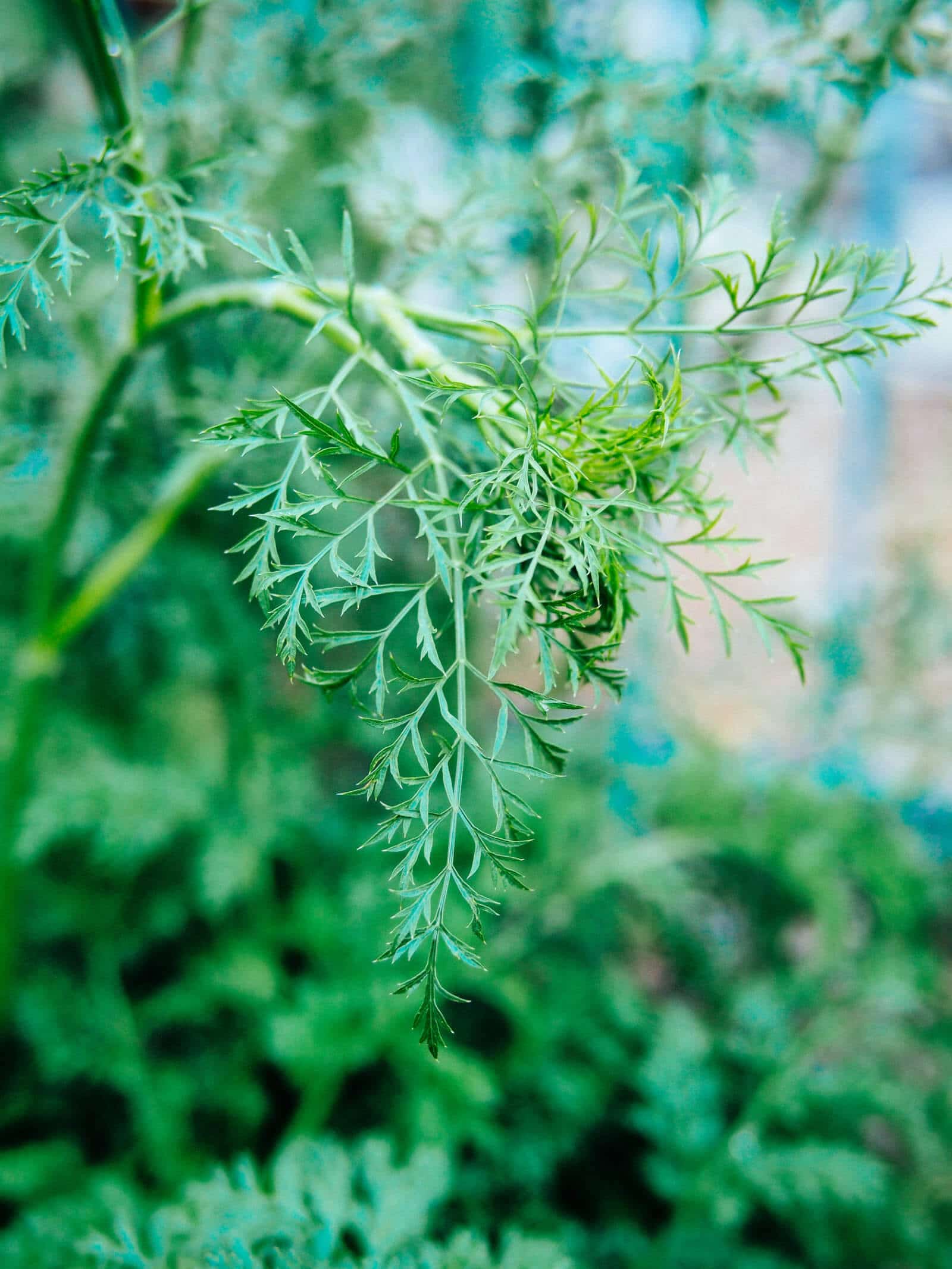 You can eat carrot leaves