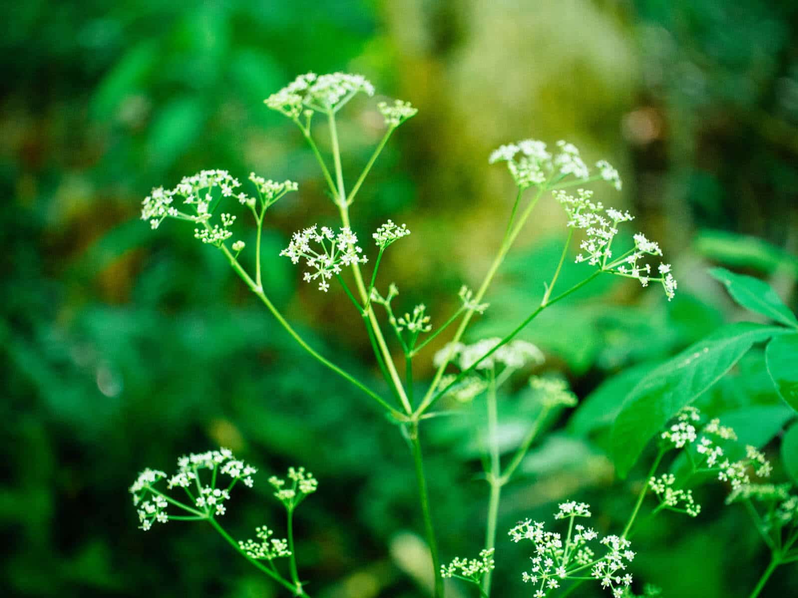 Poison hemlock is a carrot top lookalike