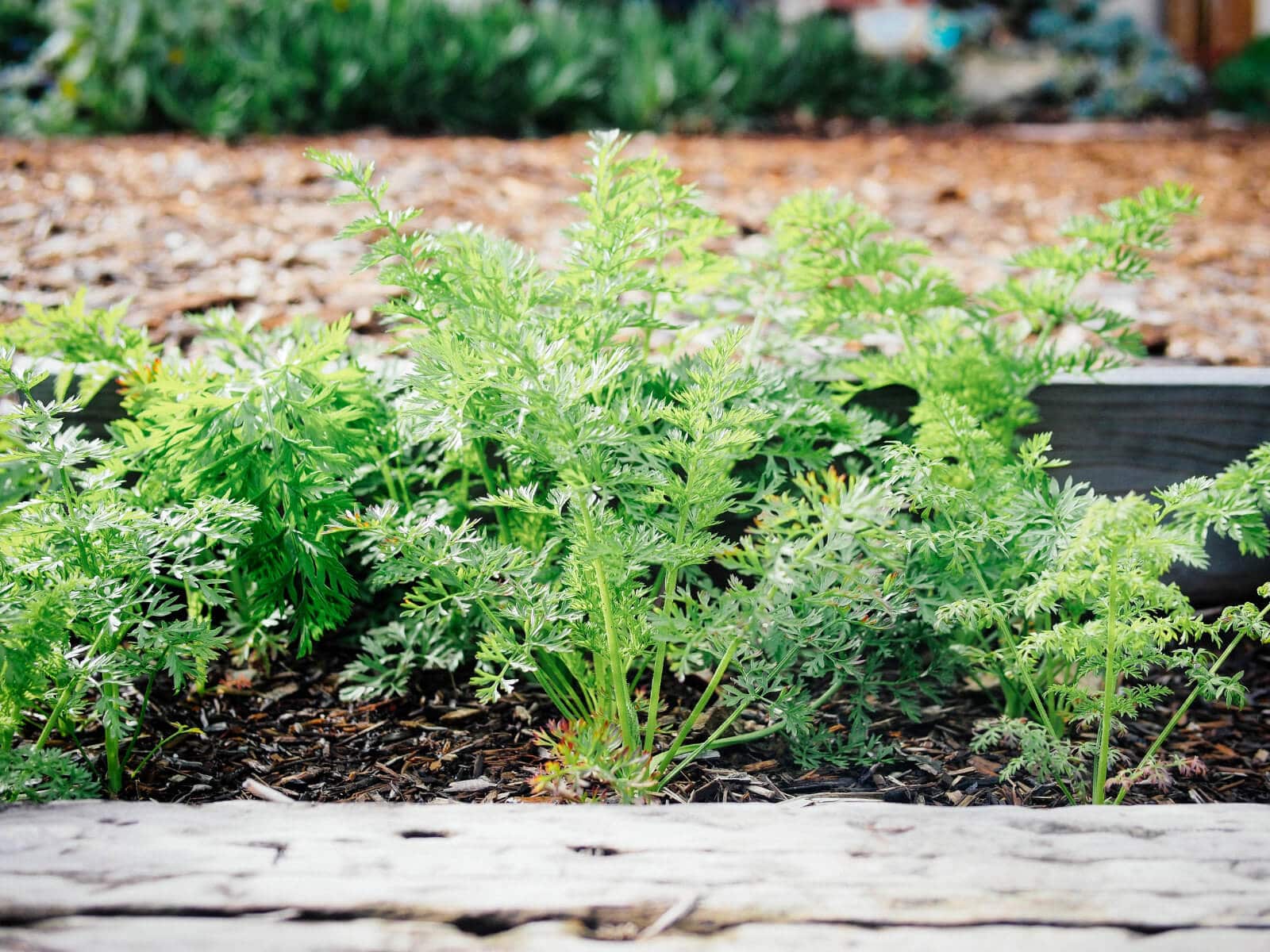 Carrot greens are edible