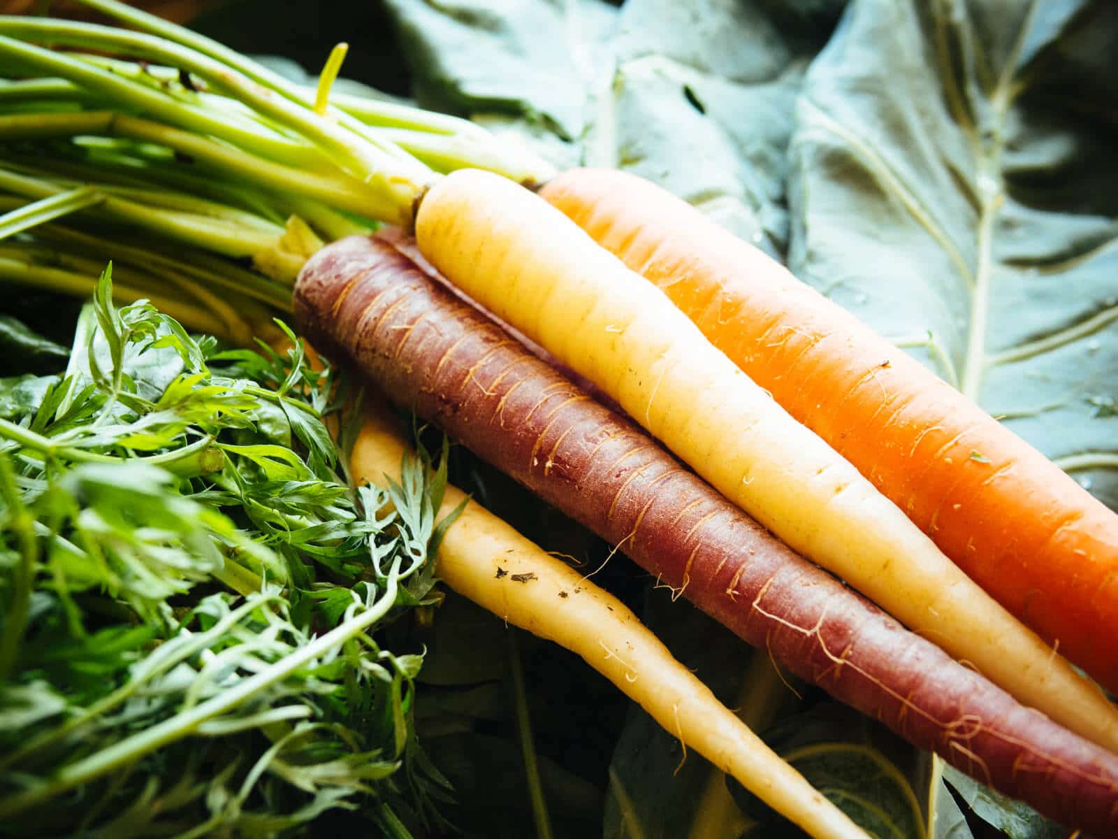 Carrots and carrot leaves are edible