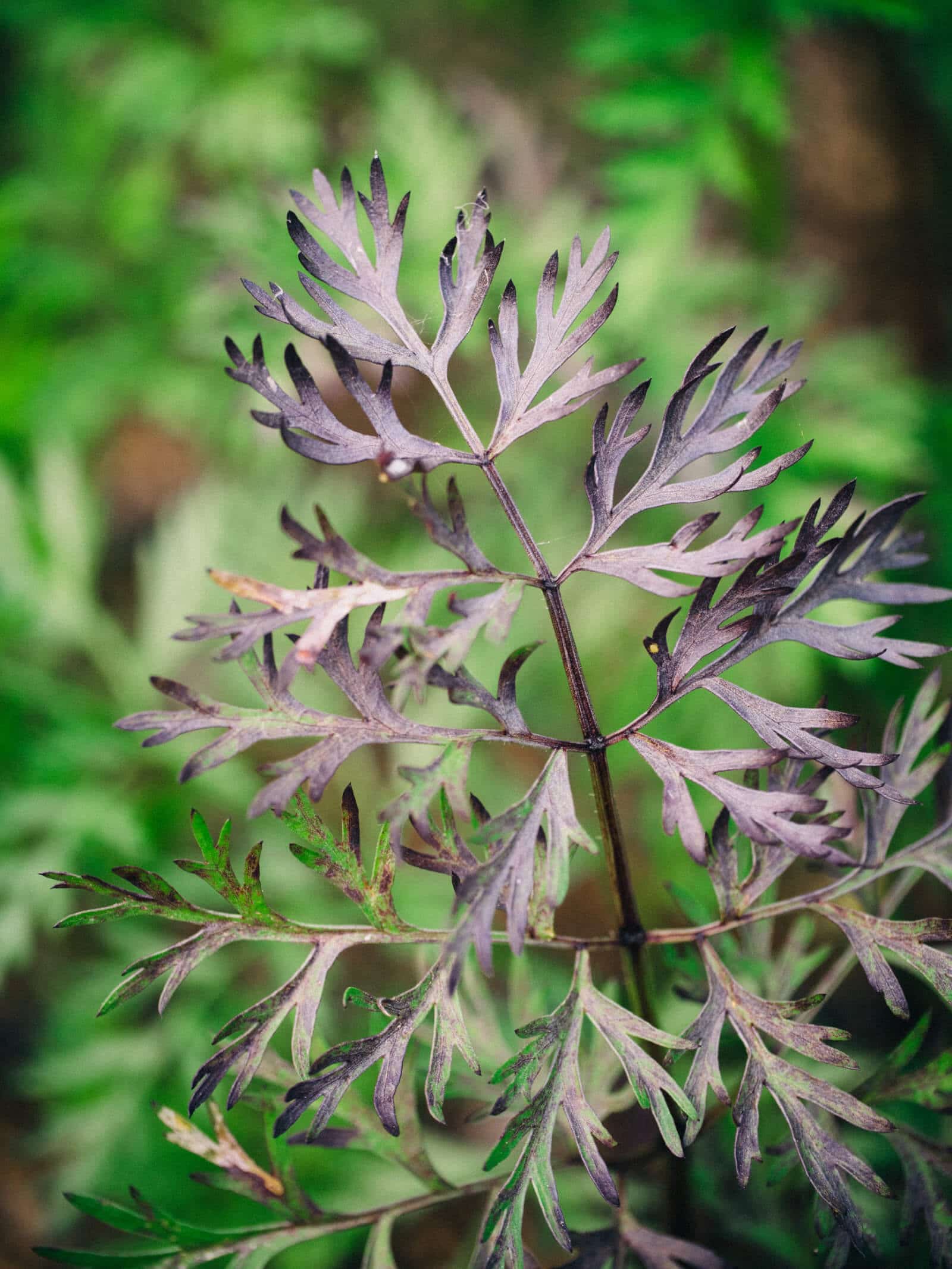 Purple carrot tops are edible