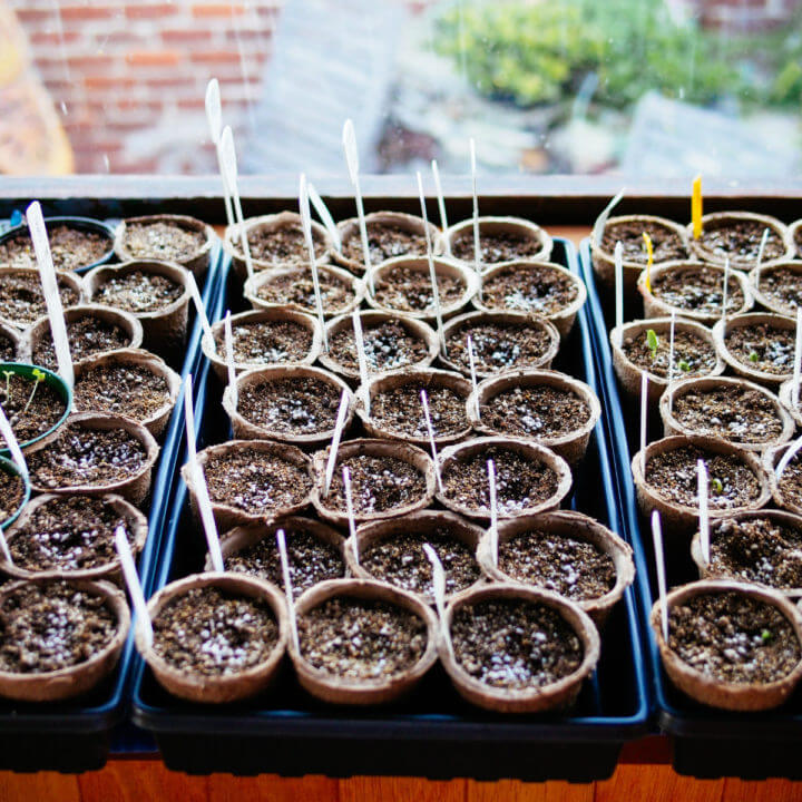 Use cheap paper pots from the dollar store for starting seeds