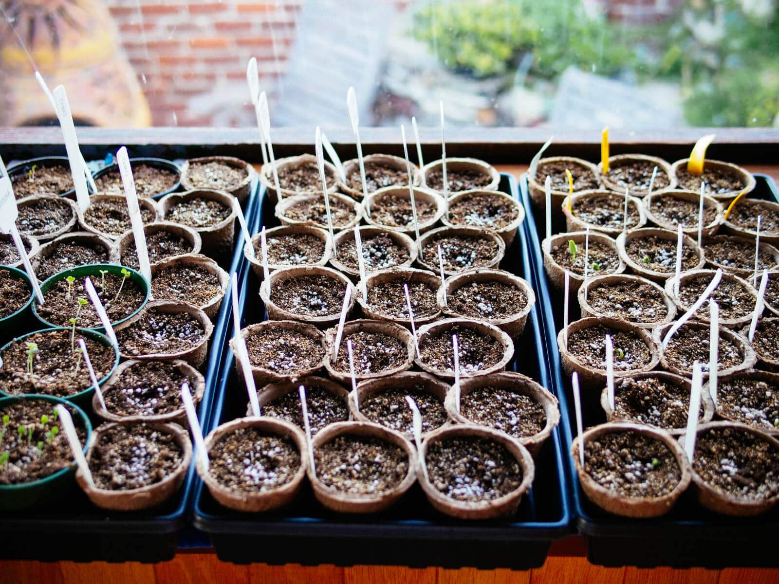 Use cheap paper pots from the dollar store for starting seeds