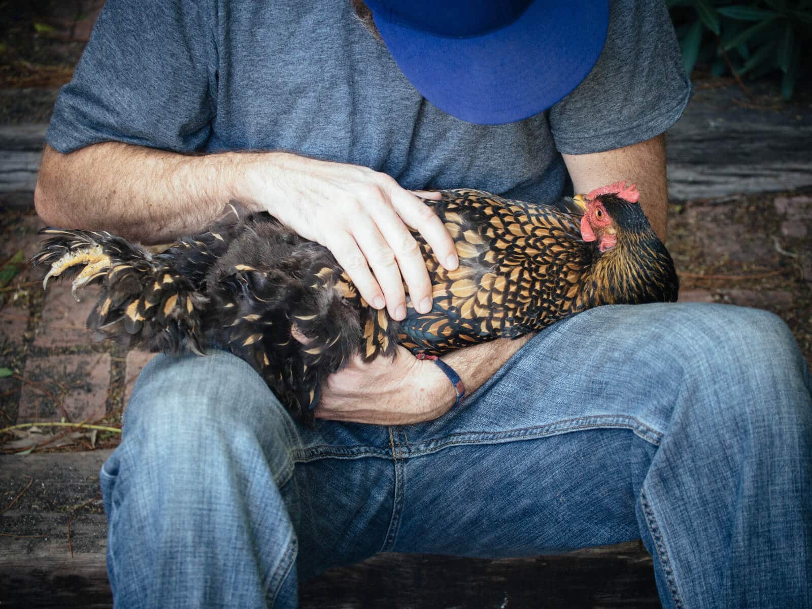Hold your chicken on her back to keep her docile